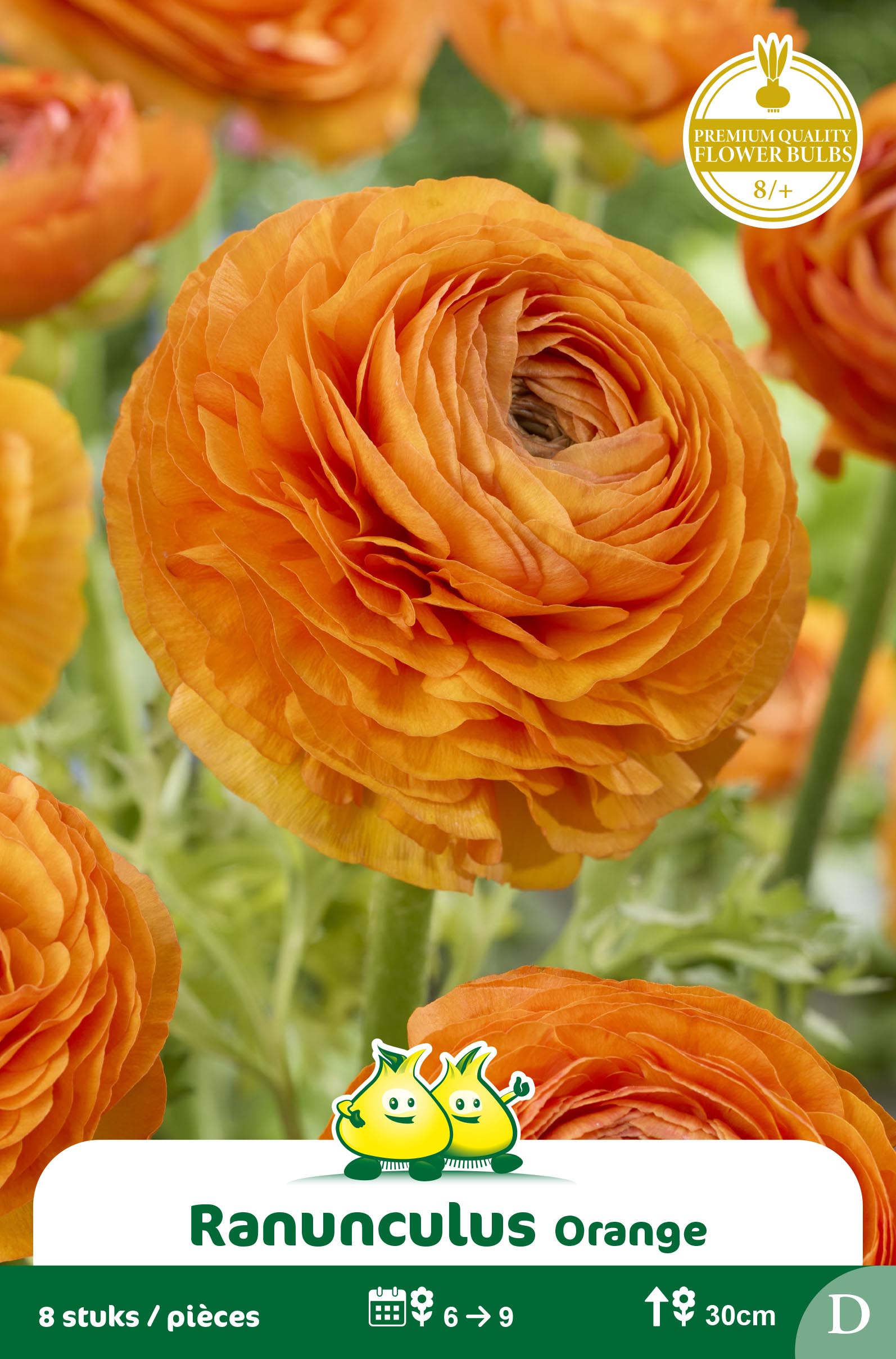 SACHET RANONCULUS ORANGE