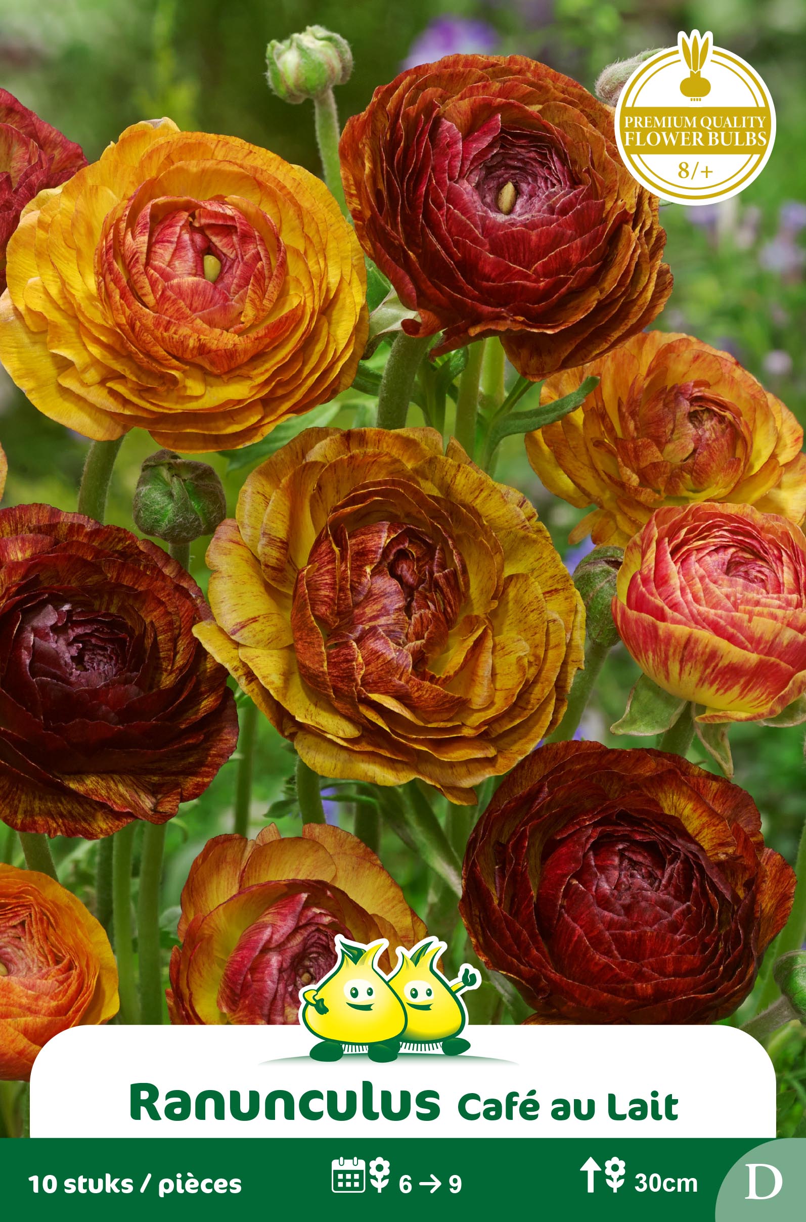 SACHETS RANONKEL CAFE AU LAIT