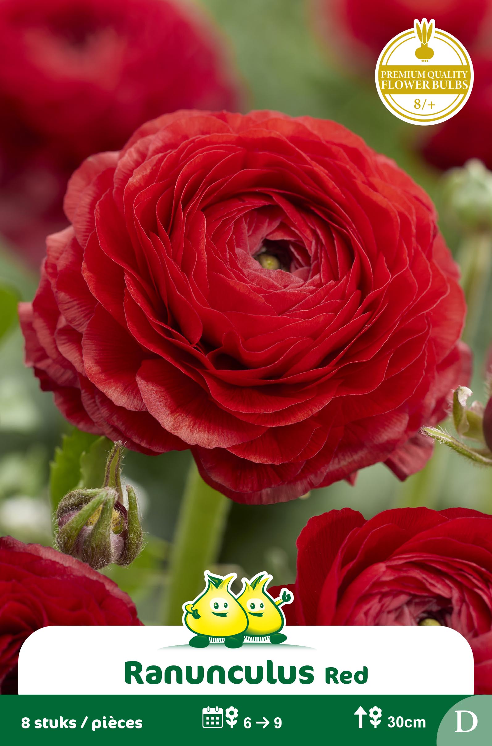 SACHET RANONCULUS ROUGE