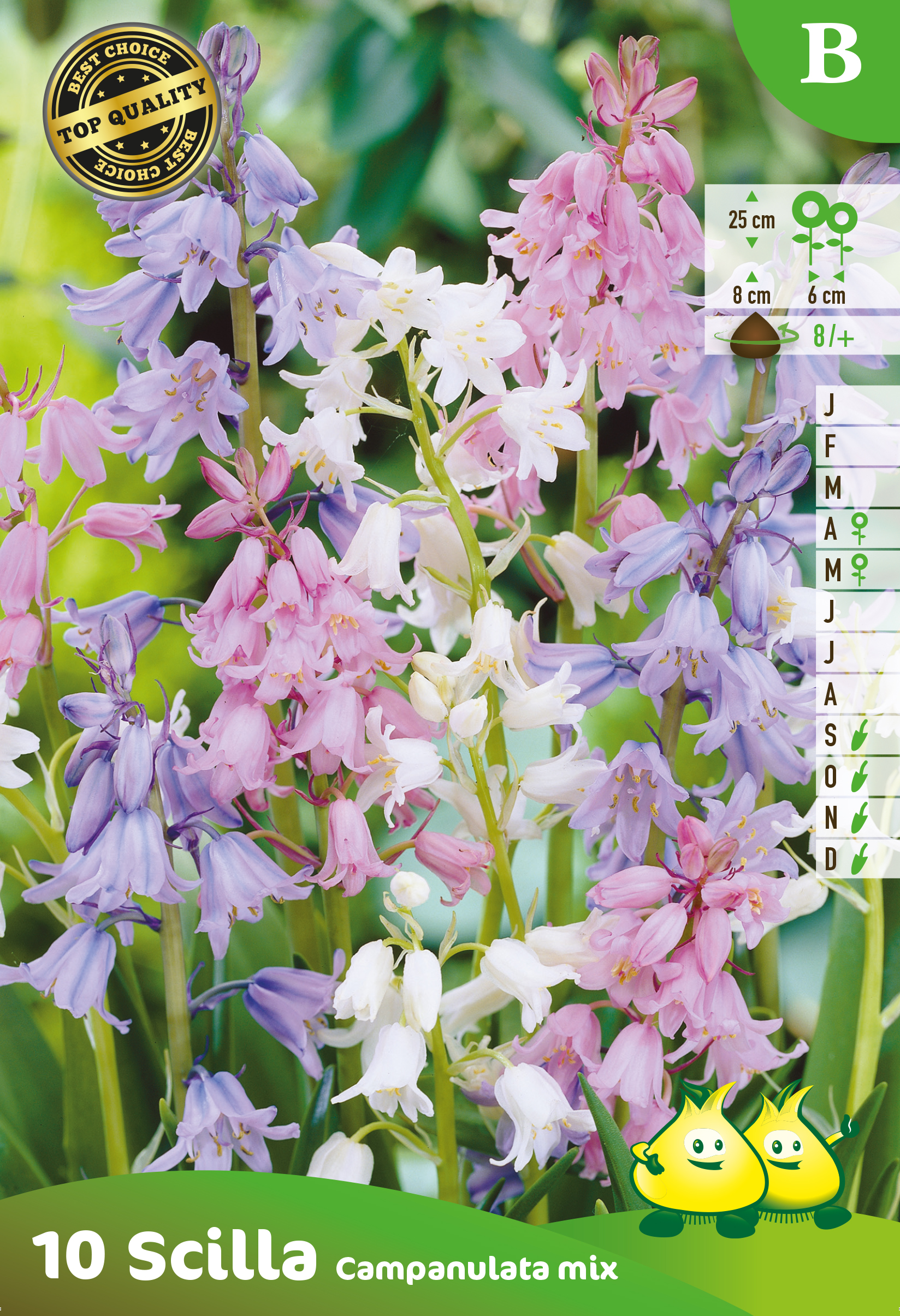 SACHET SCILLA-BOSJACINTHE  CAMPANULATA MIX B