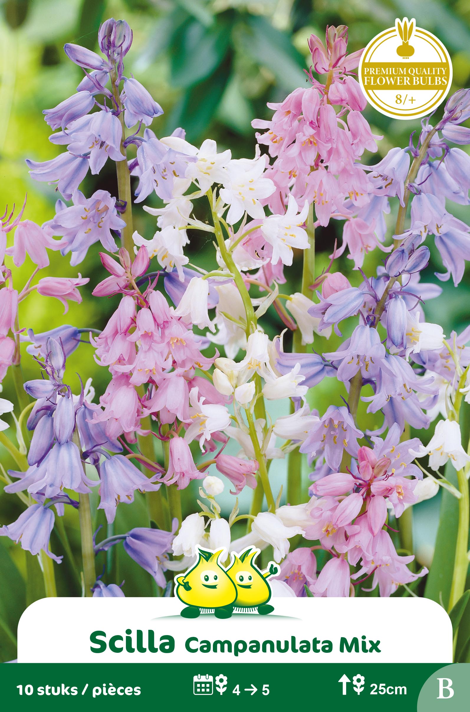 SACHET SCILLA-BOSJACINTHE  CAMPANULATA MIX B