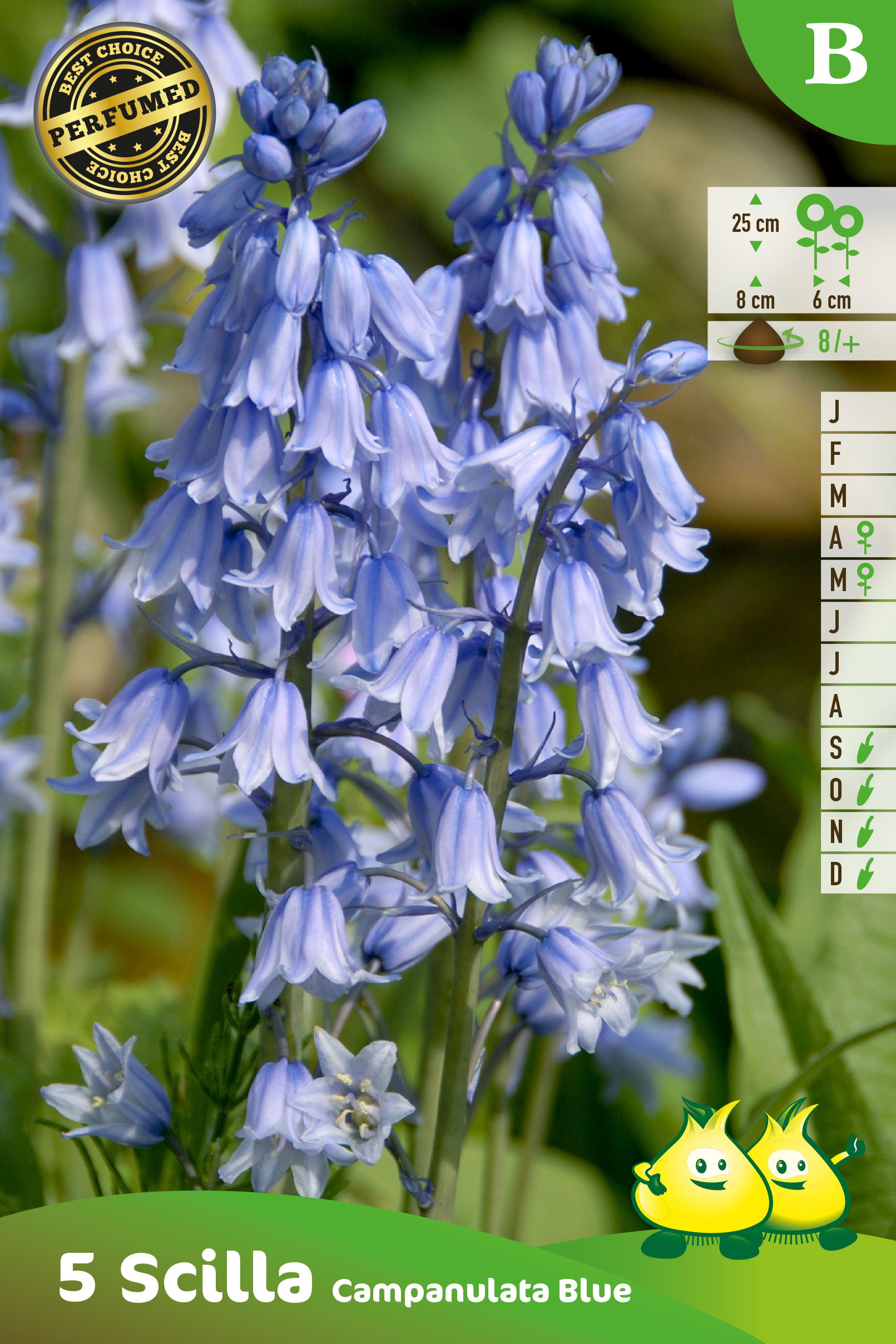 SACHET SCILLA-BOSJACINTHE  CAMPANULATA BLAUW