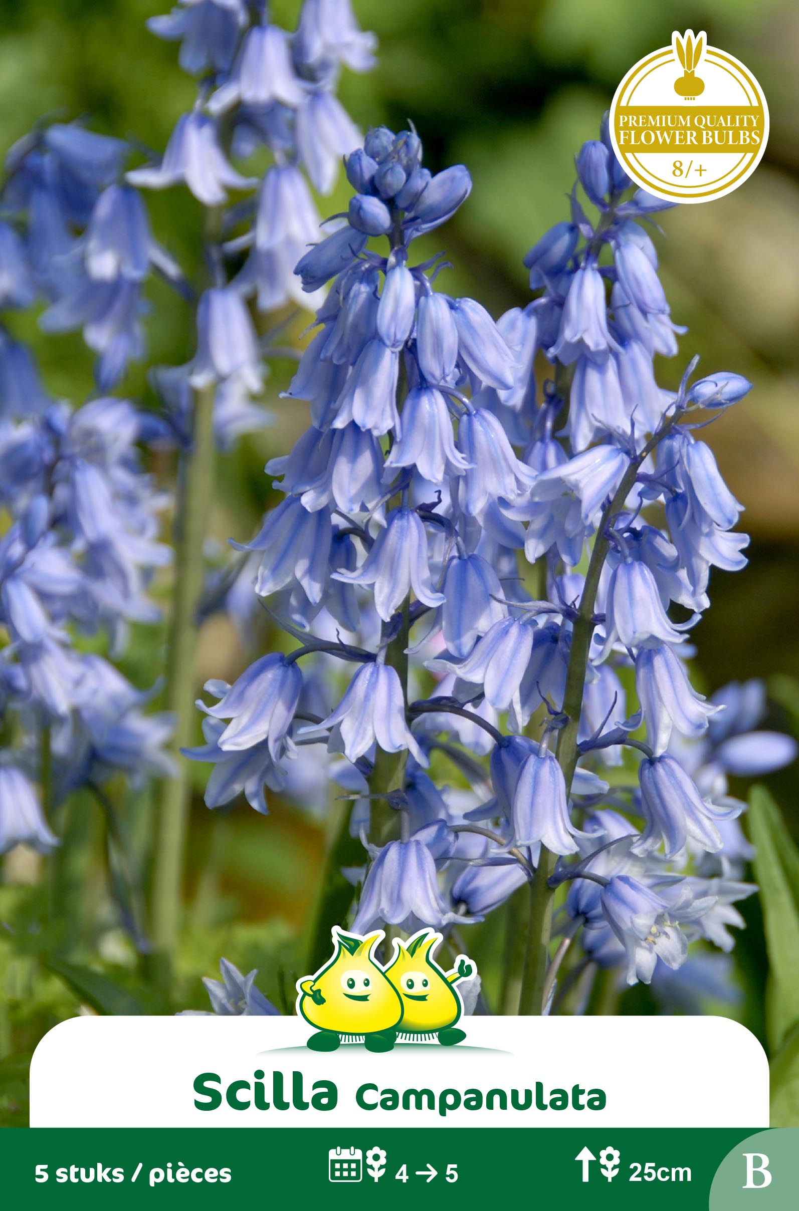 ZAKJES SCILLA-BOSHYACINT CAMPANULATA BLAUW