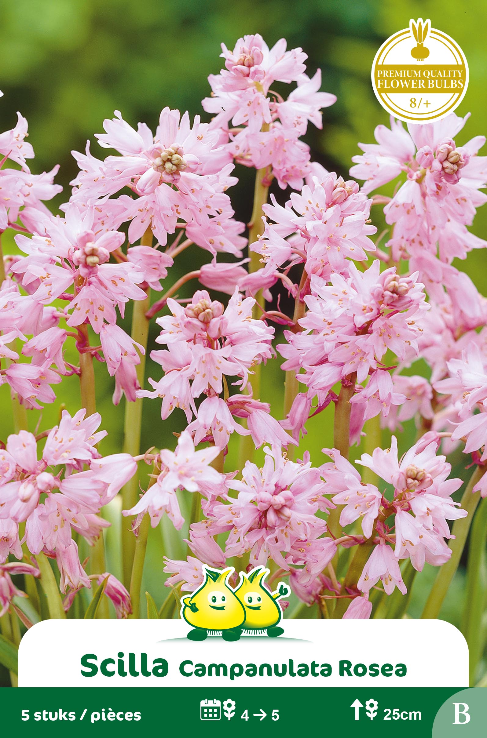 SACHET SCILLA ROSEA C