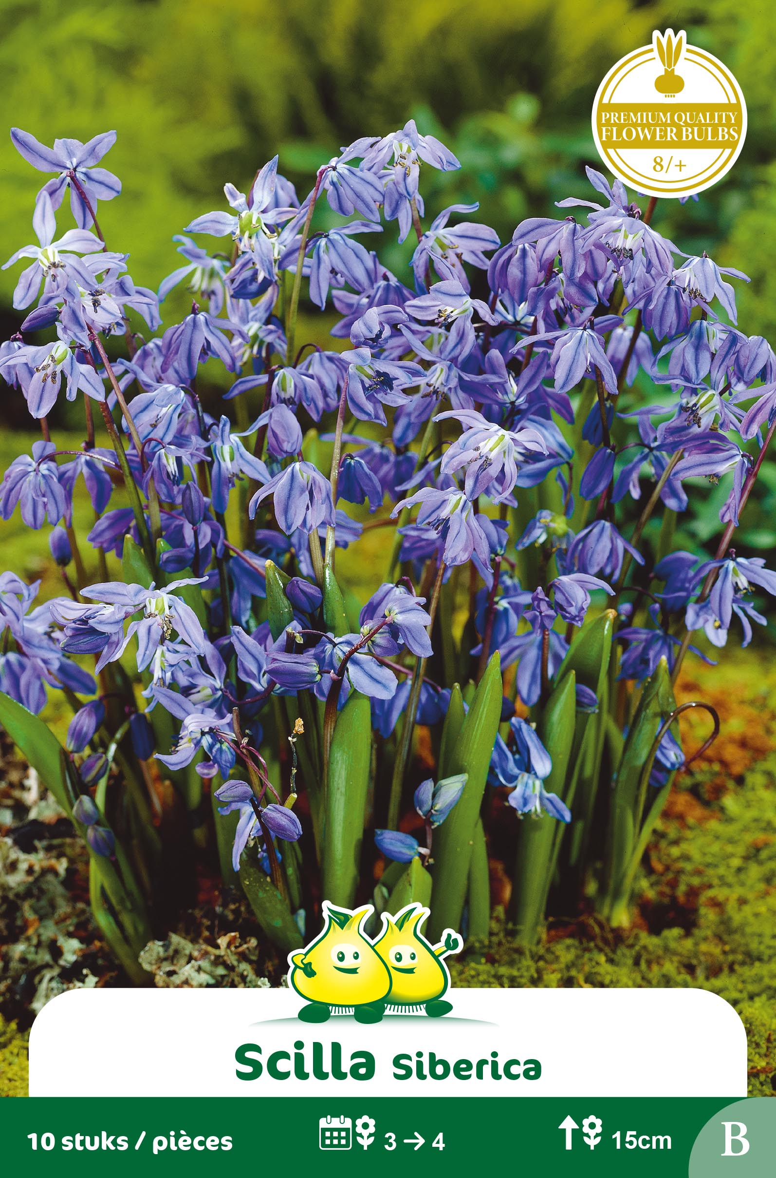 ZAKJES SCILLA SIBERICA B