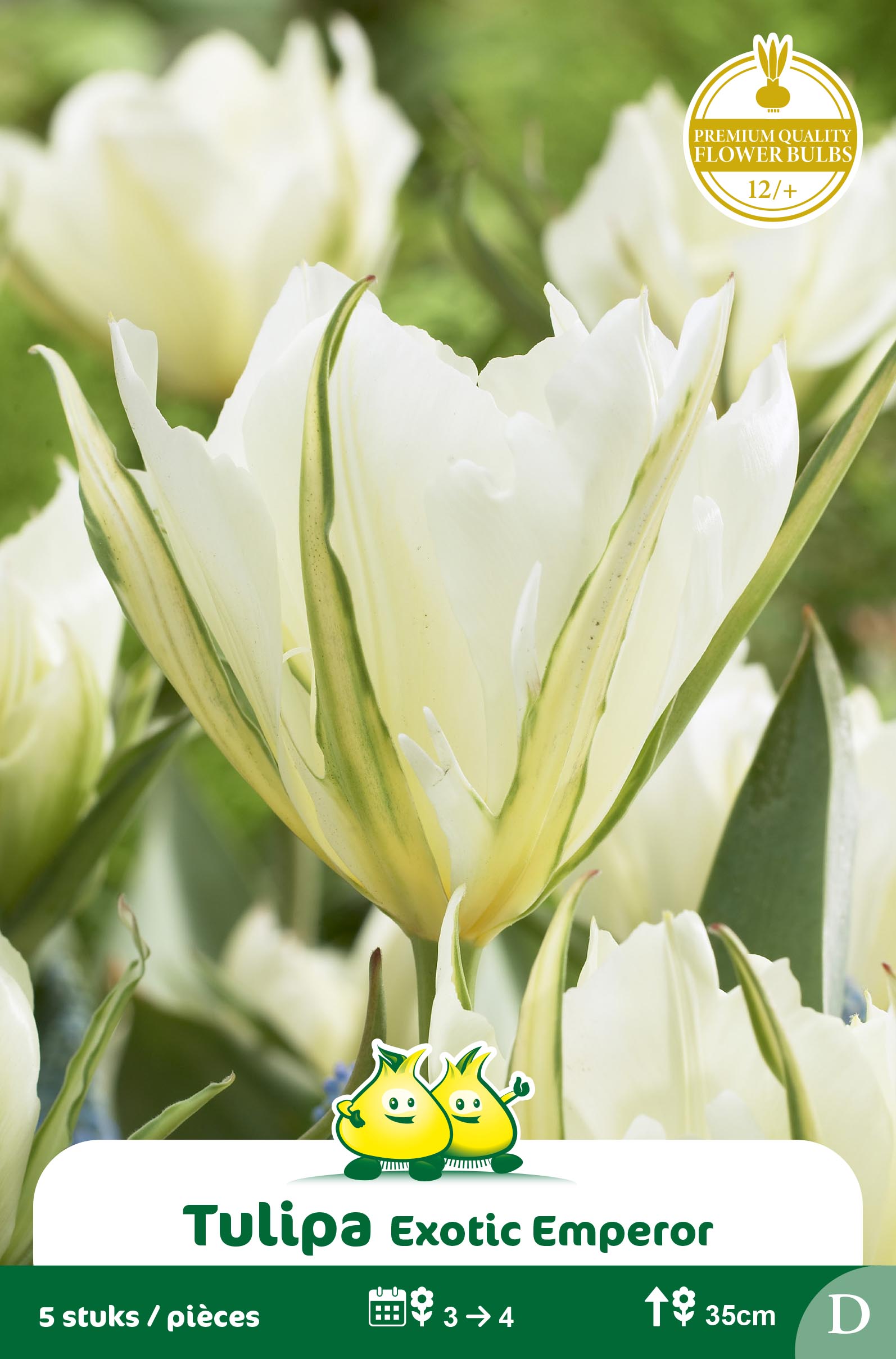 SACHET FOSTERIANA EXOTIC EMPEROR D