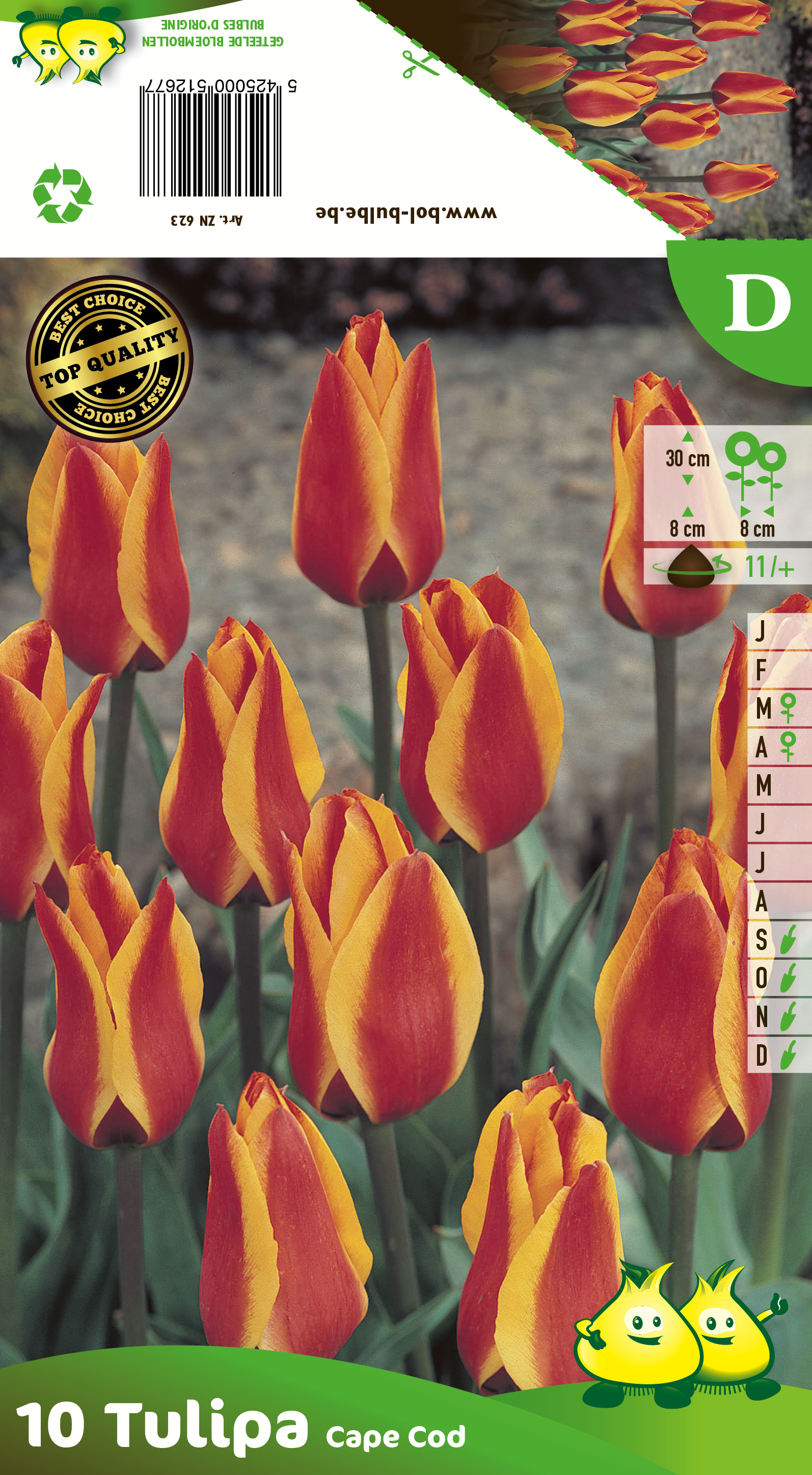 SACHET TULIPES GREGII CAPE COD