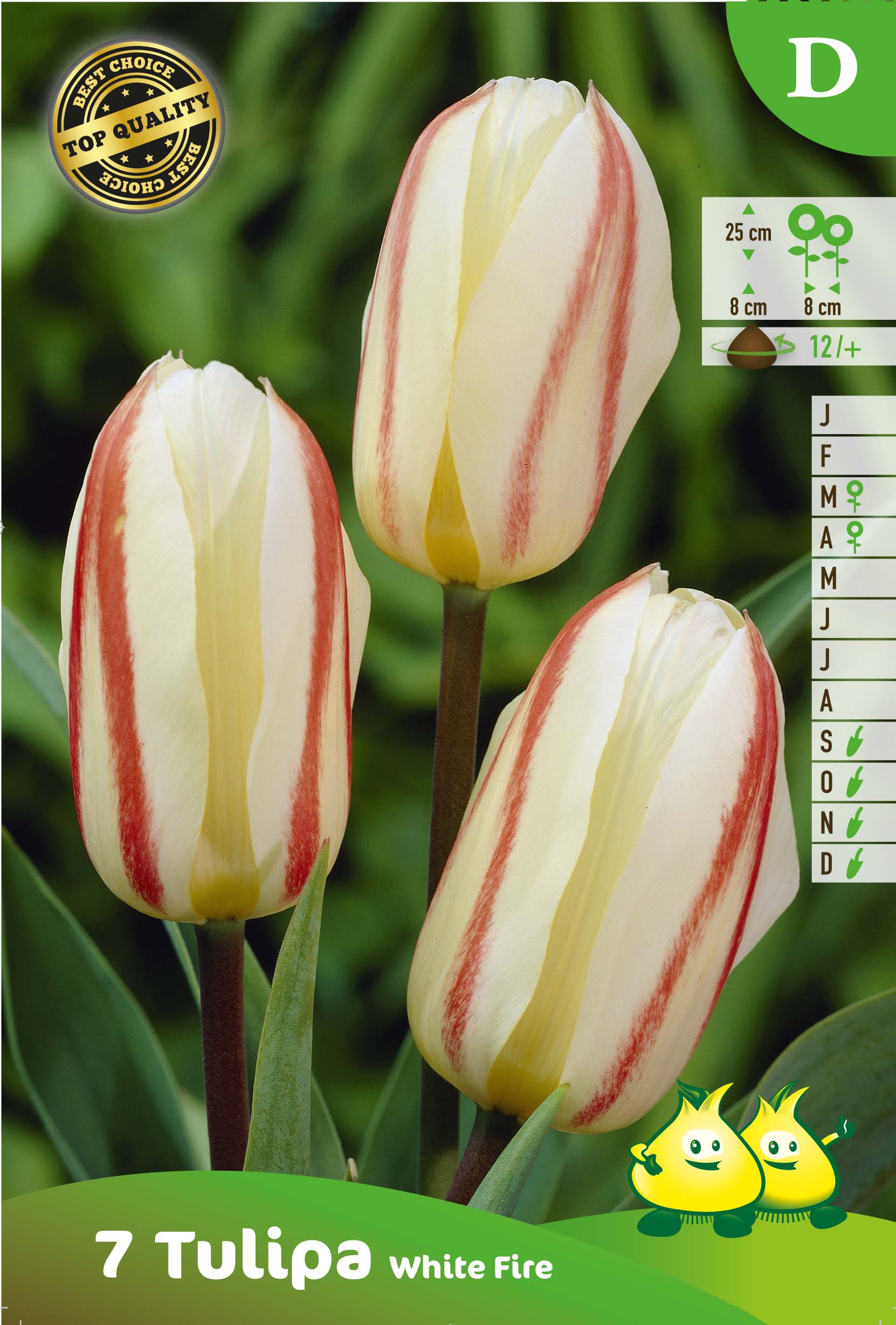 SACHET TULIPES GREGII WHITE FIRE