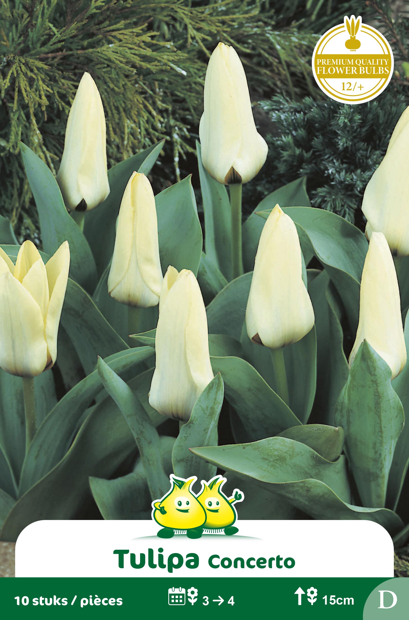 ZAKJES TULPEN KAUFMANNIANA CONCERTO