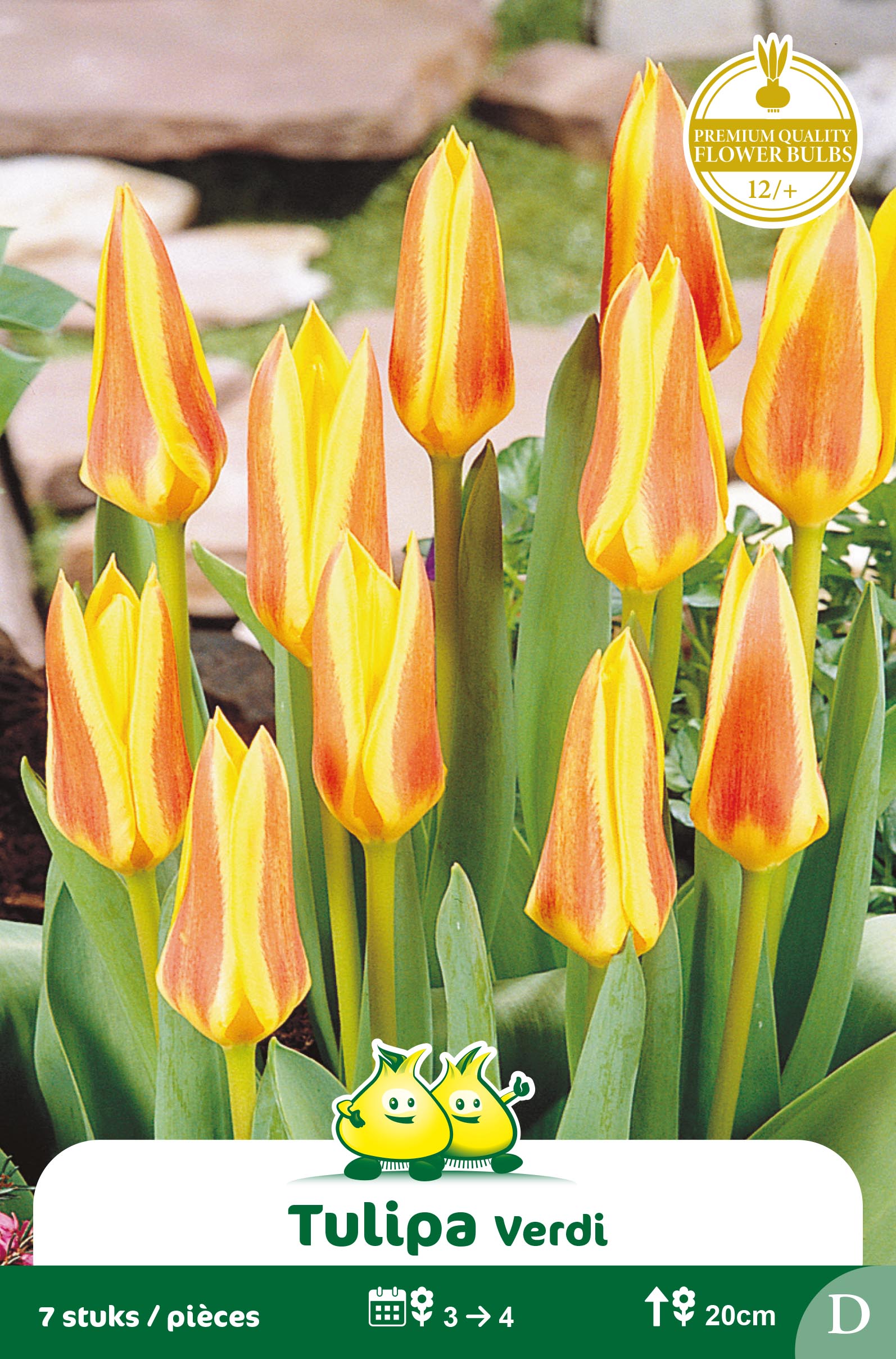 SACHET TULIPES KAUFMANNIANA VERDI