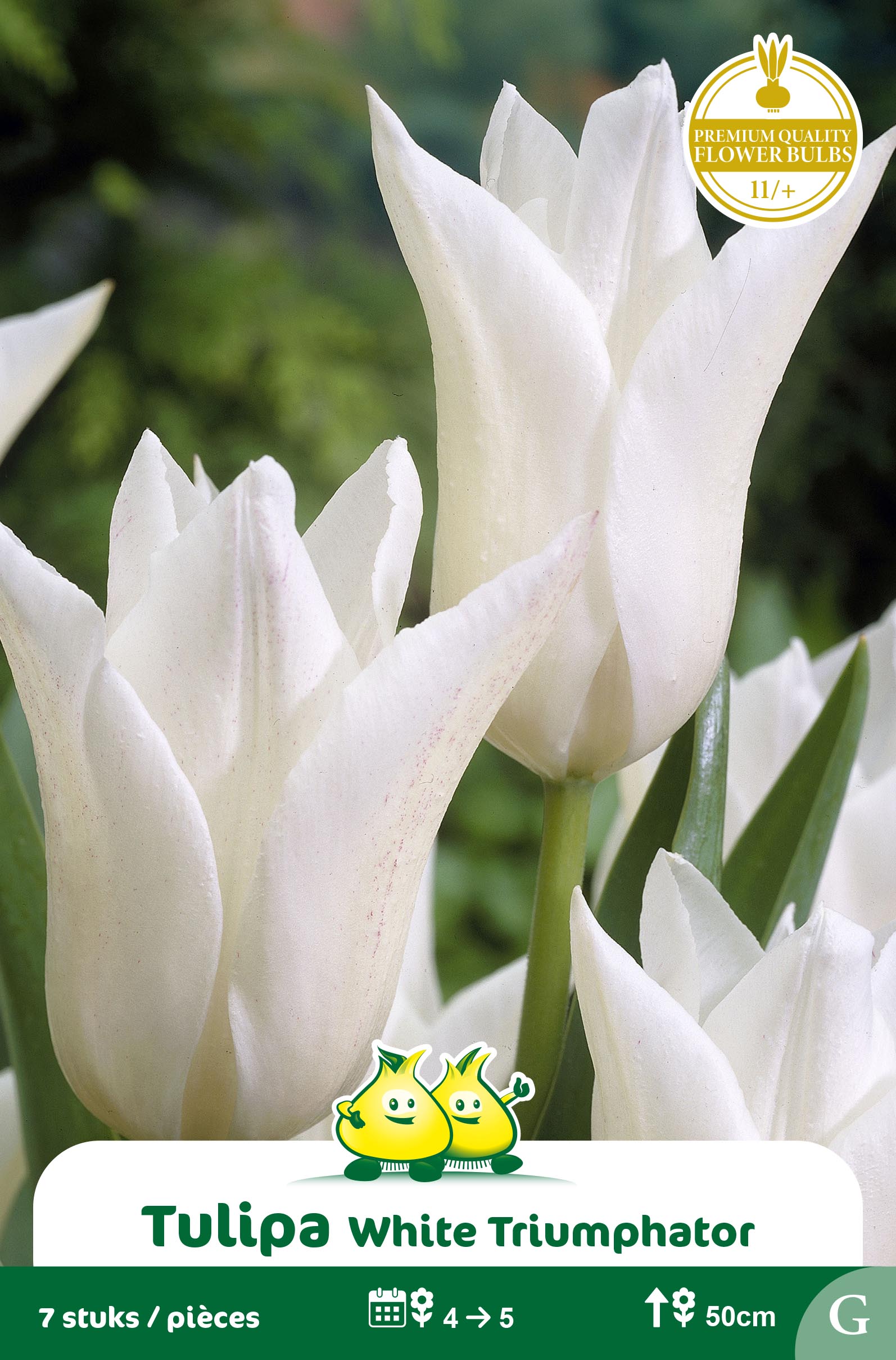 ZAKJES LELIEBLOEMIGE WHITE TRIUMPHATOR F