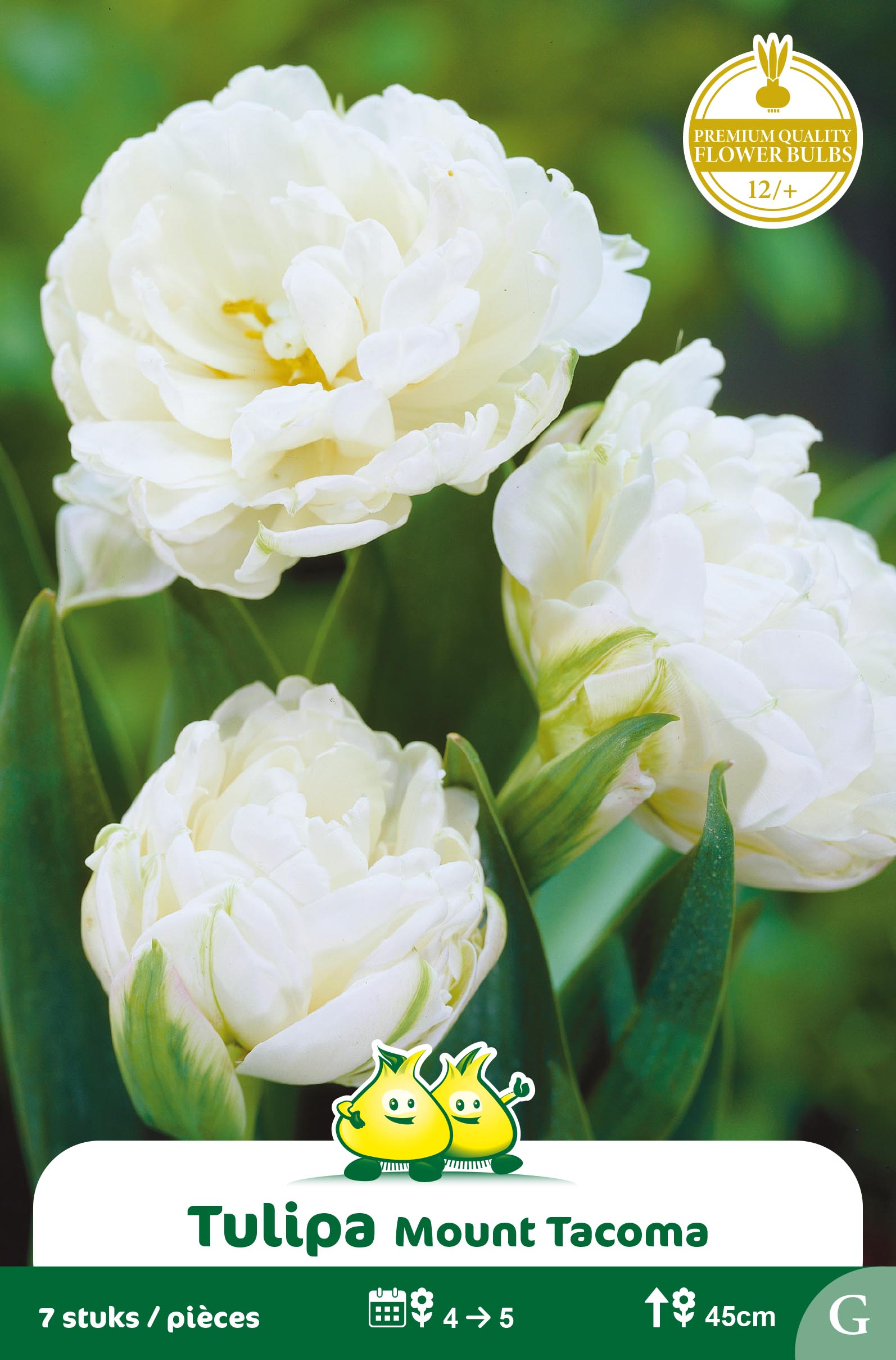 ZAKJES DUBBELE TULPEN MOUNT TACOMA E