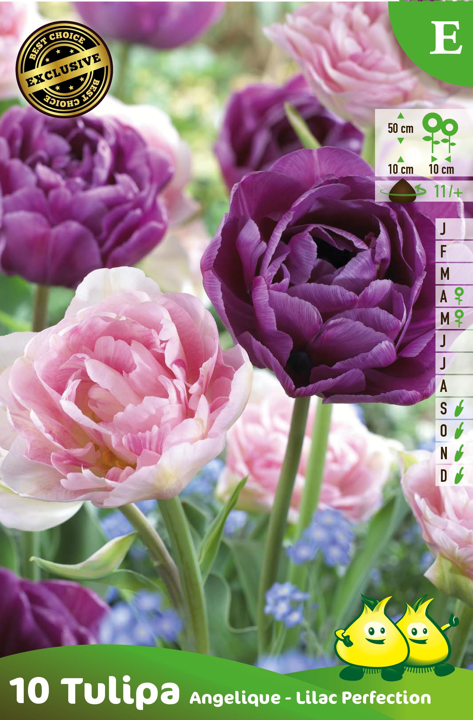 SACHET TULIPES DUO ANGELIQUE LILAC PERFECTION