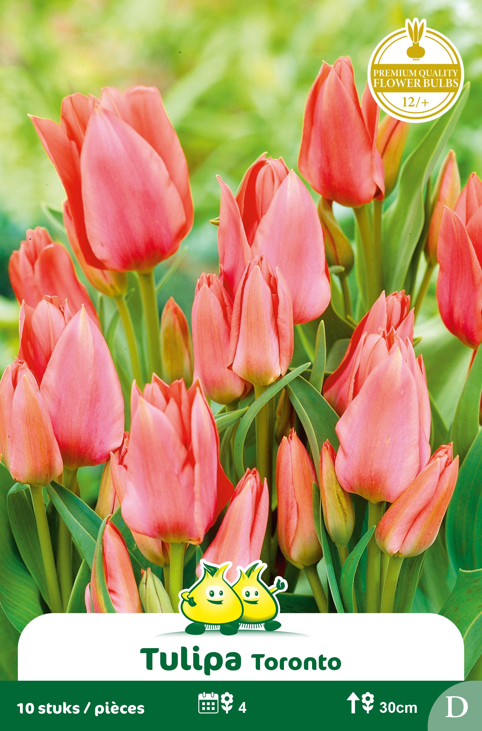 SACHET TULIPES BOUQUET TORONTO