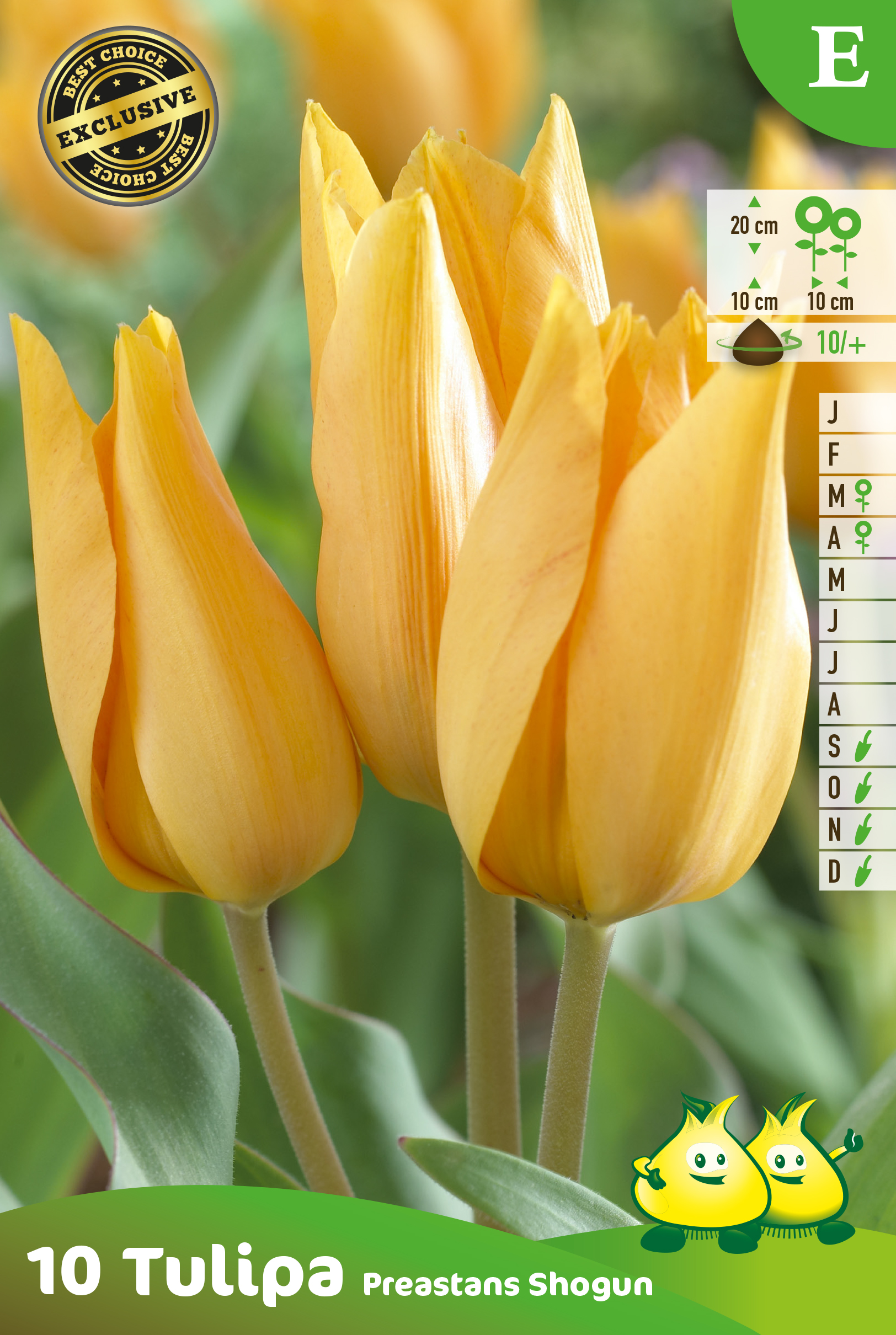 SACHET TULIPES BOUQUET PREASTANS SHOGUN 