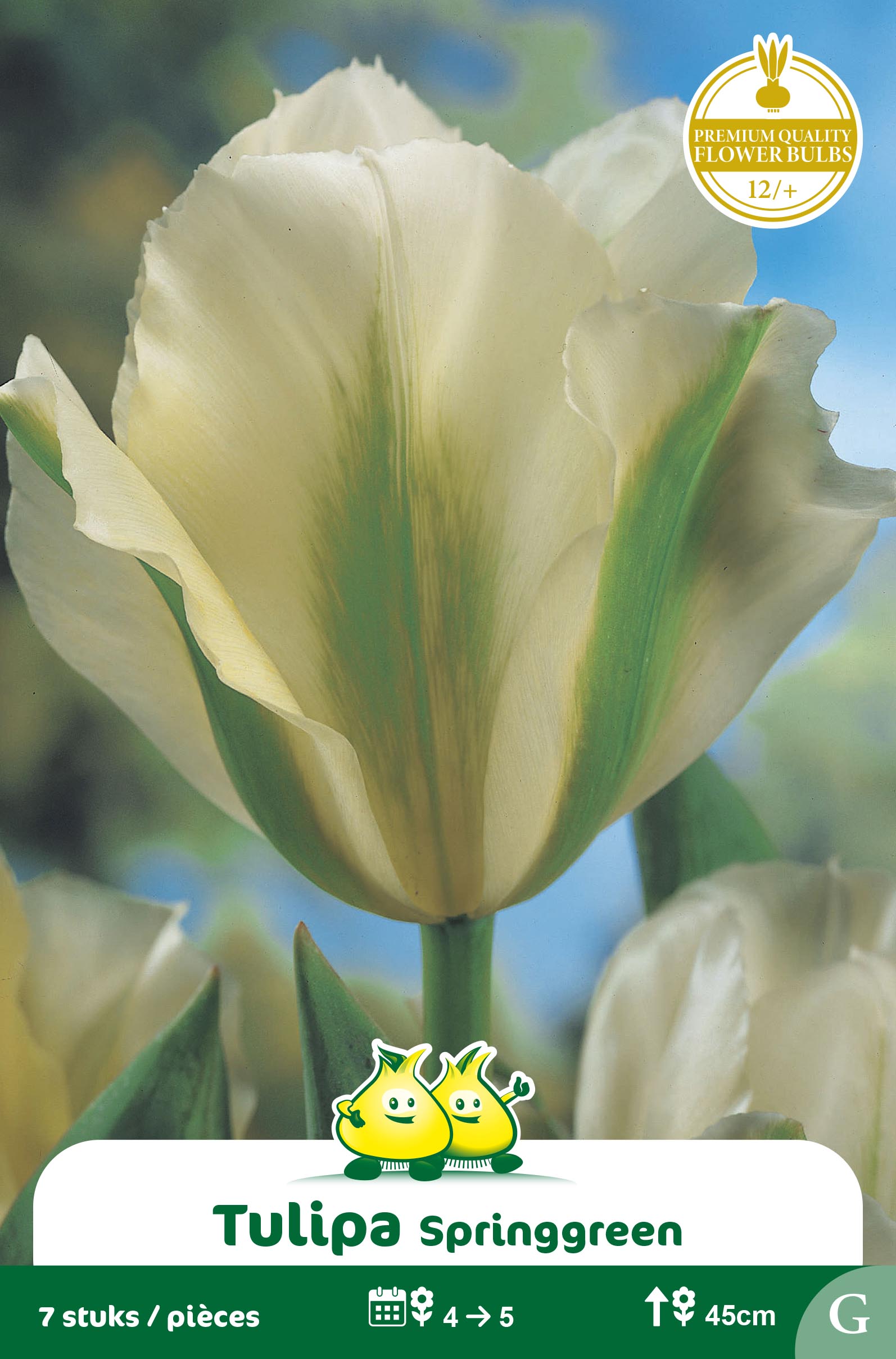 SACHET VIRIDIFLORA SPRINGGREEN G