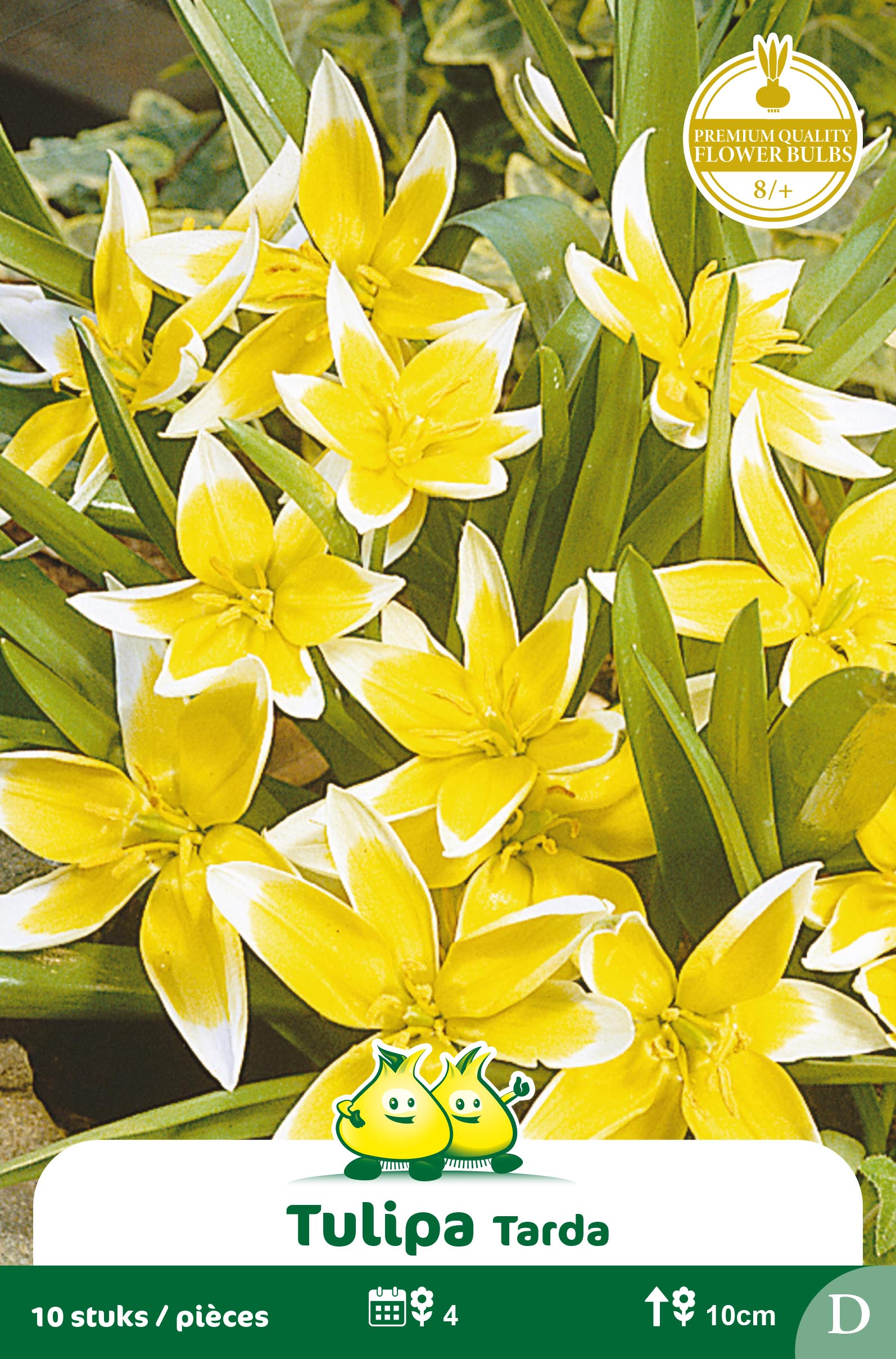 SACHET TULIPES TARDA D