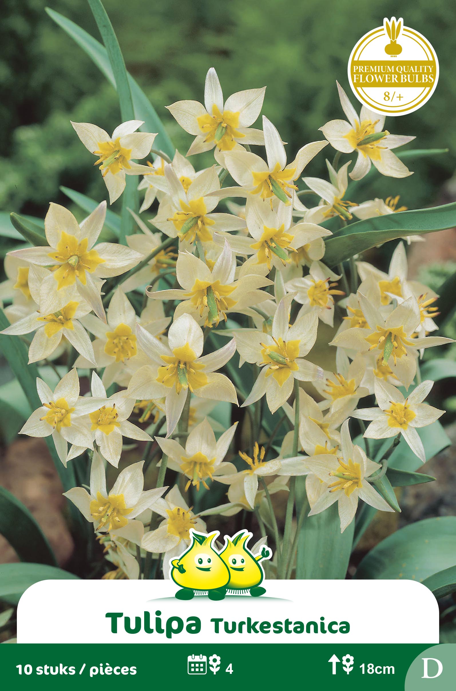 ZAKJES TULP TURKESTANICA D