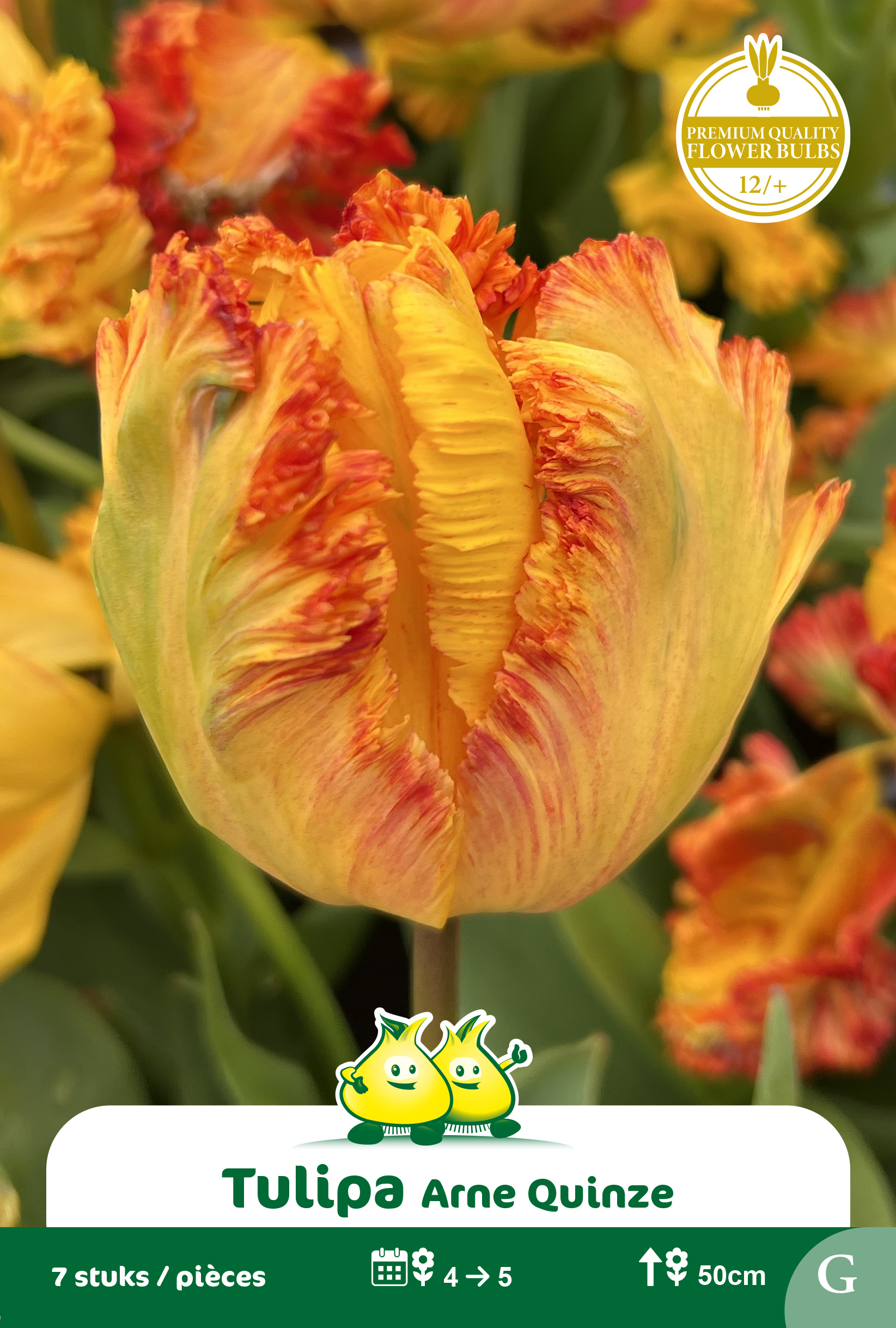 SACHET TULIPE PEROQUET ARNE QUINZE