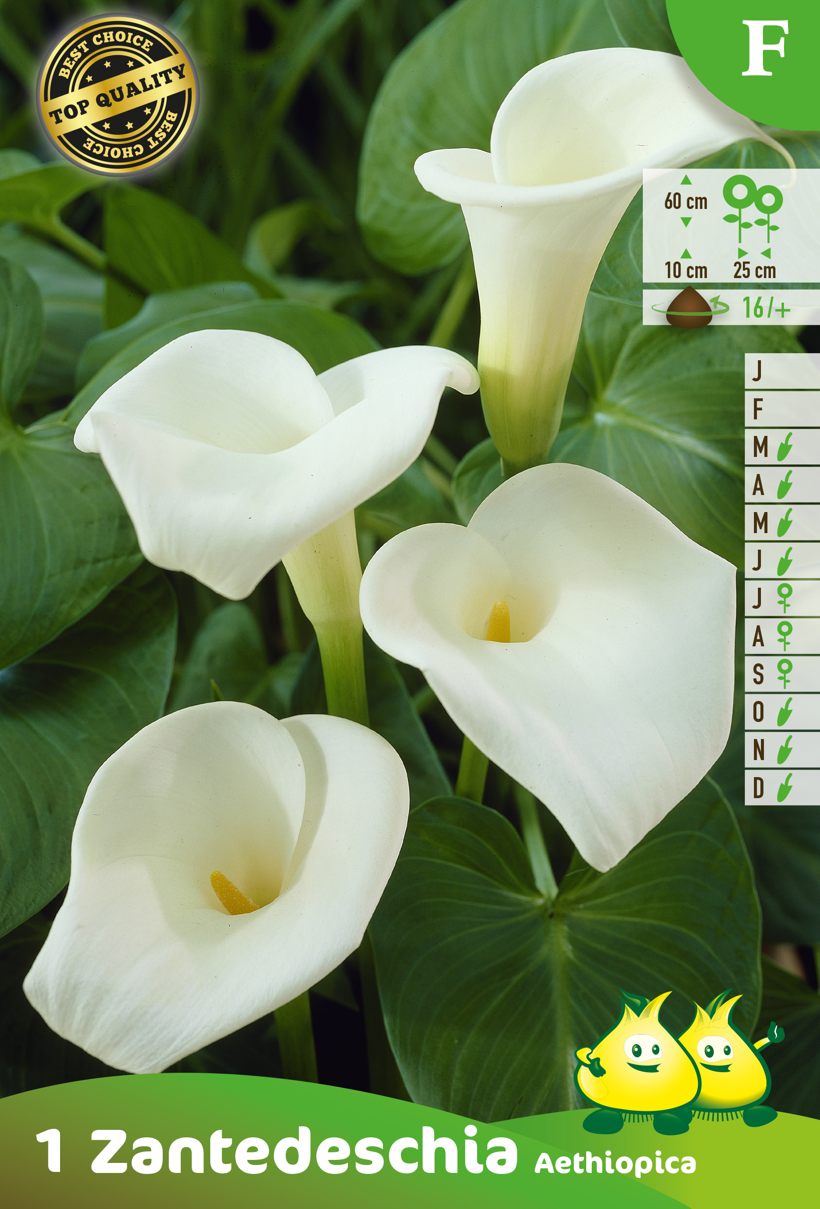 SACHET ZANTEDESCHIA AETHIOPICA F