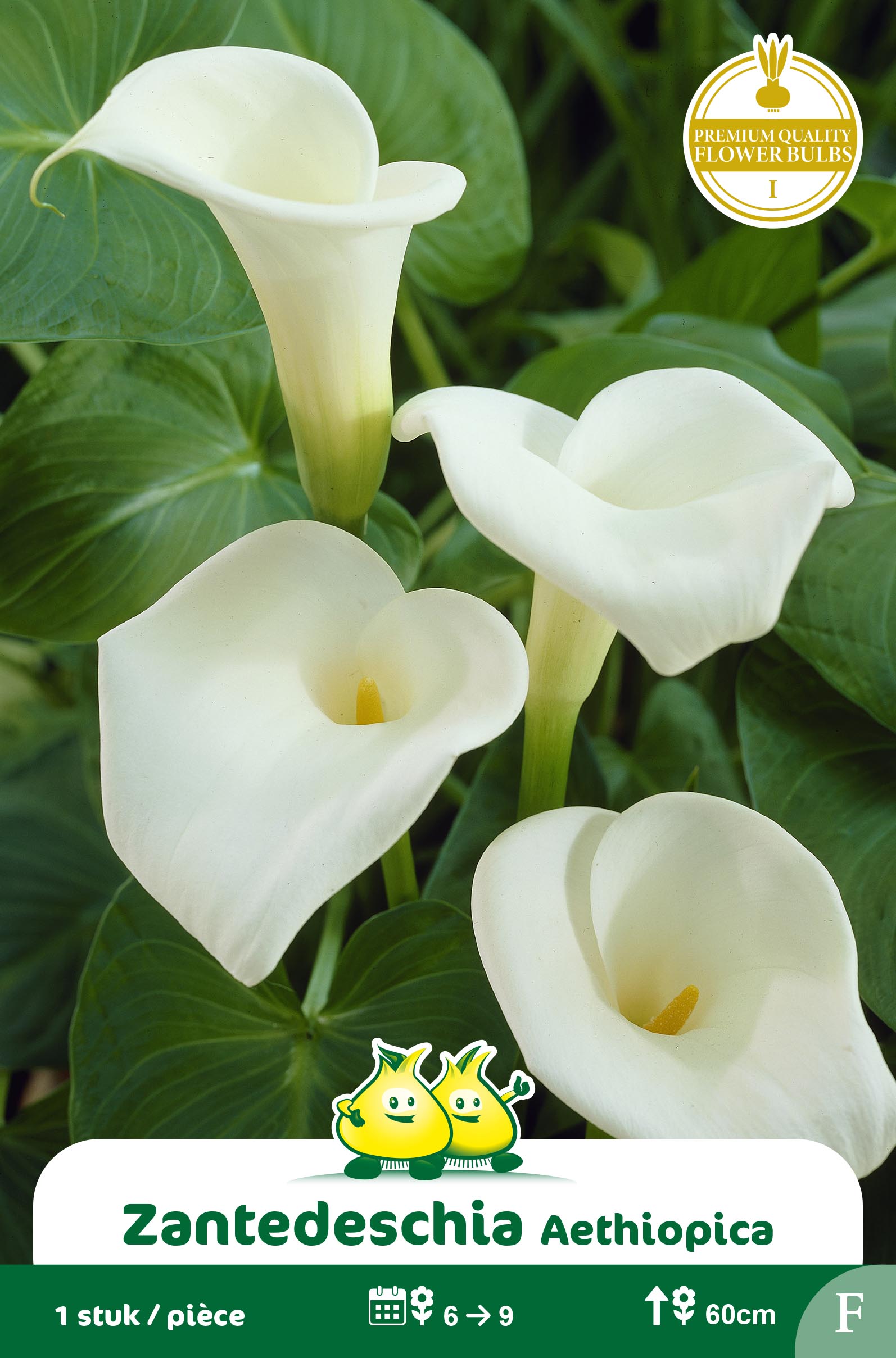 ZAKJES ZANTEDESCHIA AETHIOPICA F