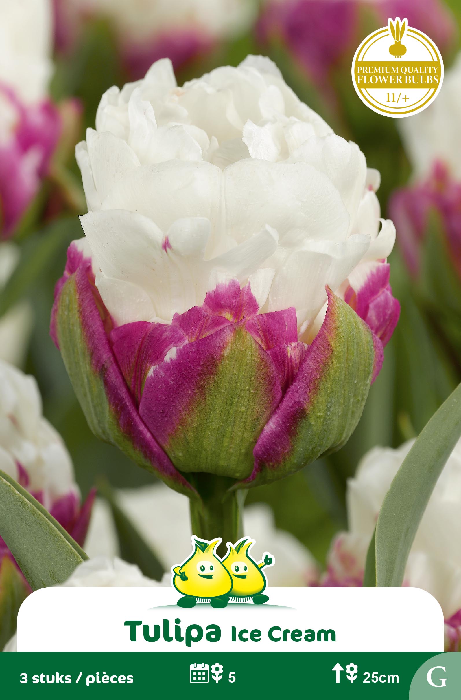 SACHET TULIPES DOUBLE ICE CREAM