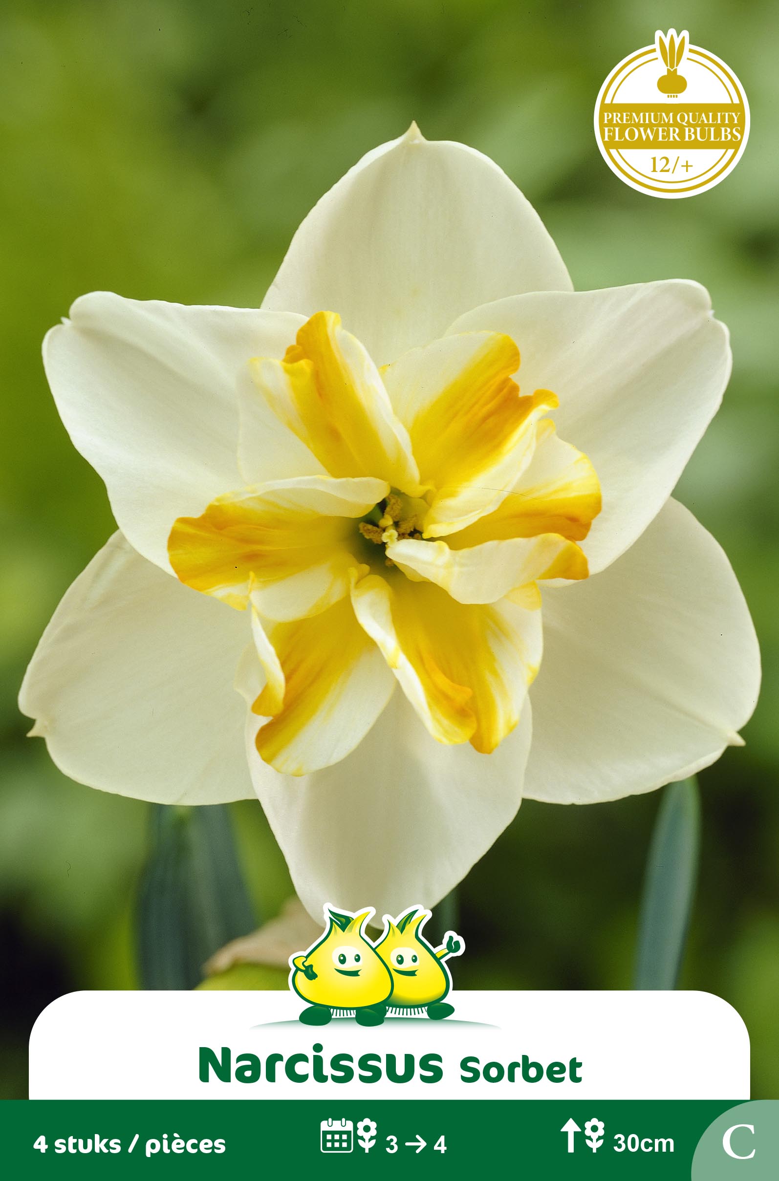 ZAKJES NARCIS SORBET C