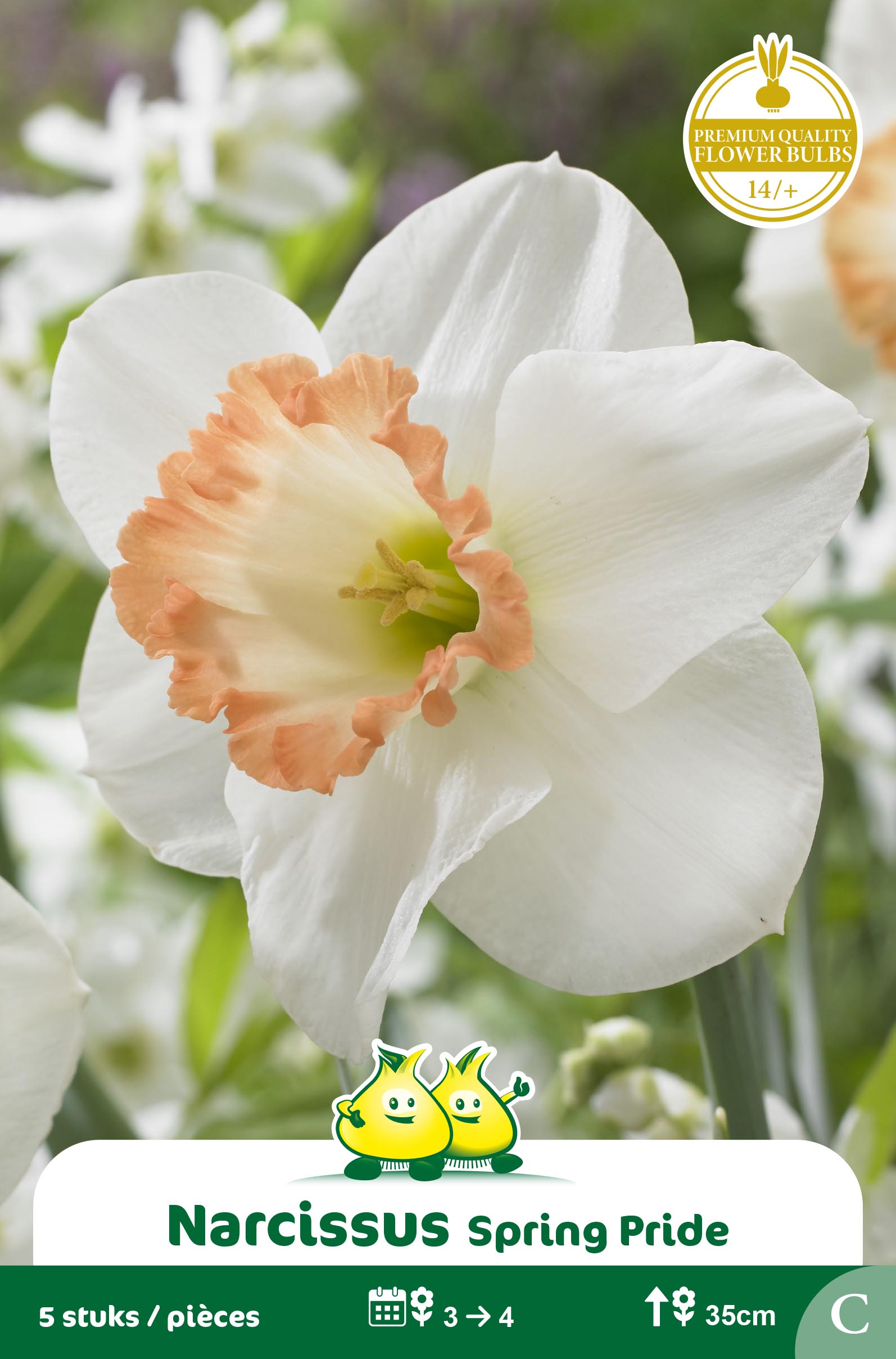 SACHET NARCIS SPRING PRIDE