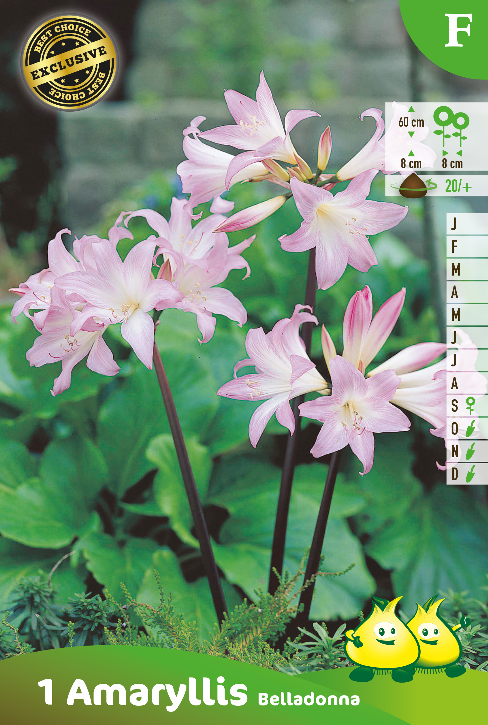 ZAKJES AMARYLLIS BELLADONNA F