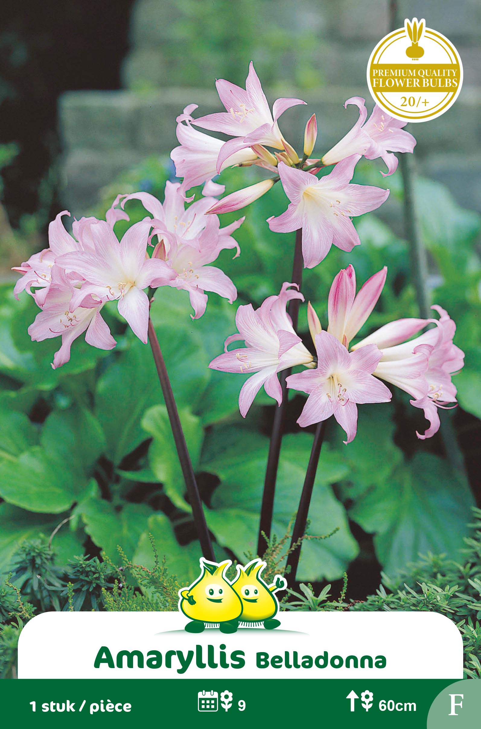SACHET AMARYLLIS BELLADONNA F
