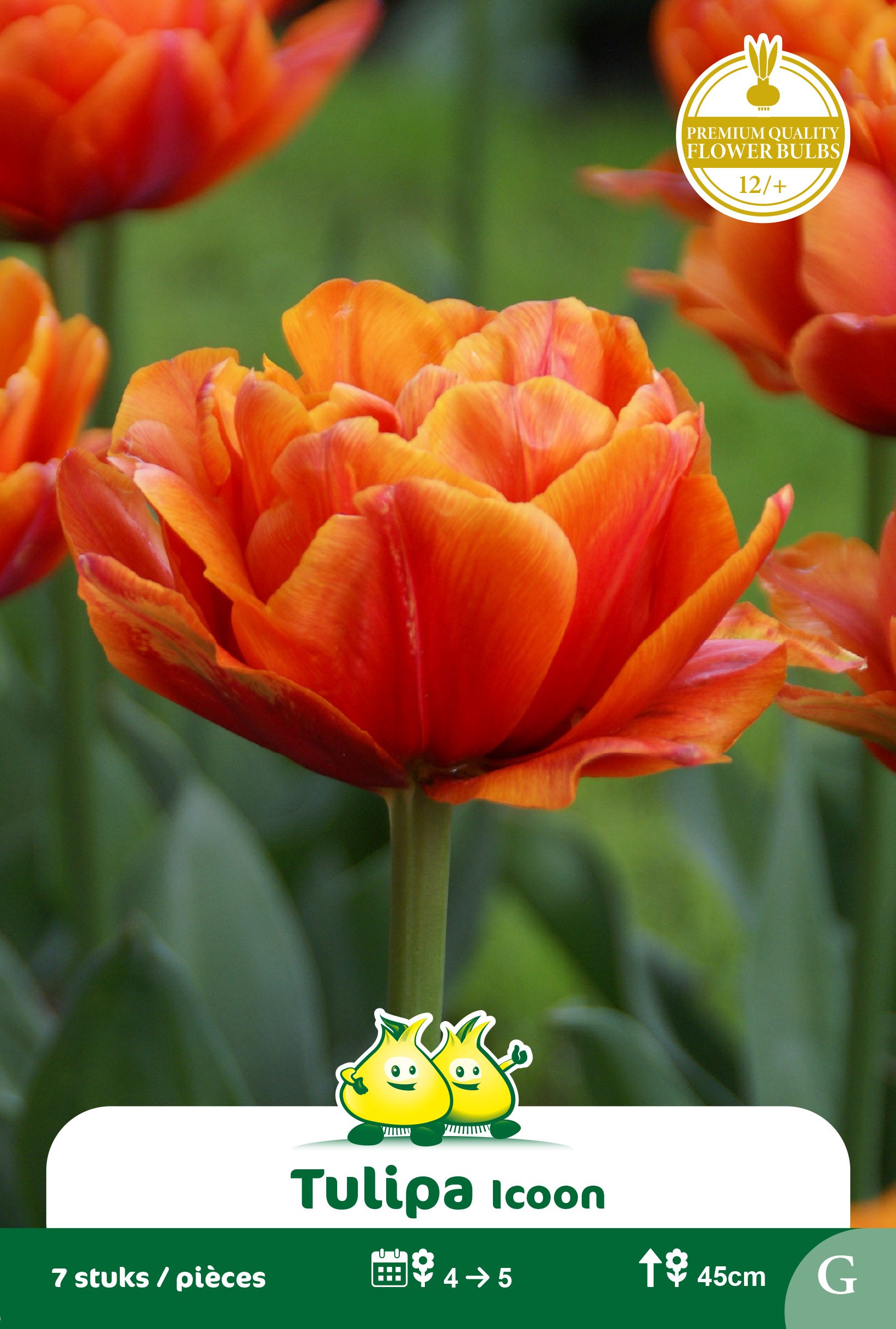 SACHET TULIPES DOUBLE ICOON