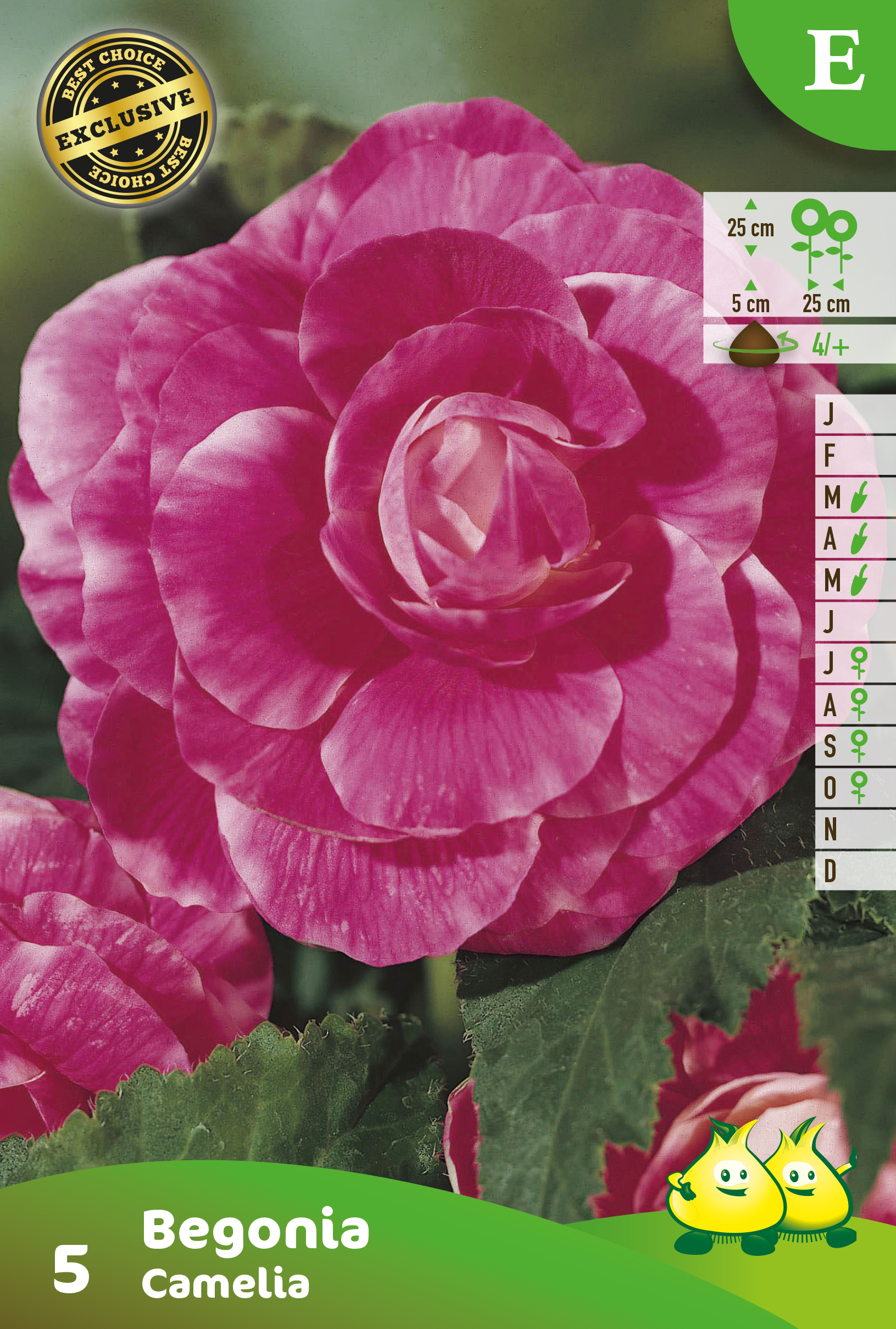 SACHET BEGONIA DOUBLE CAMELIA E