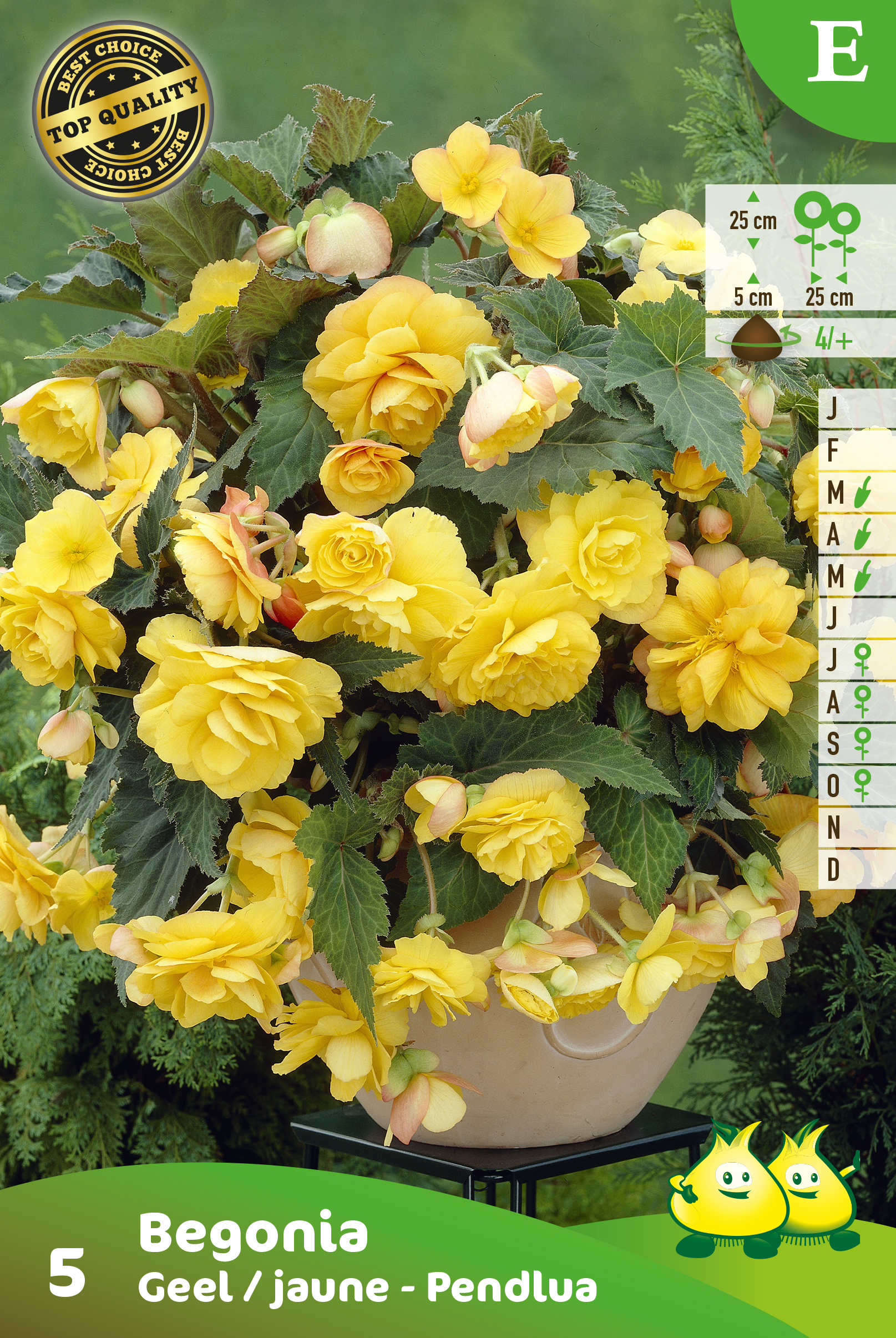 SACHET BEGONIA PENDULA JAUNE  E