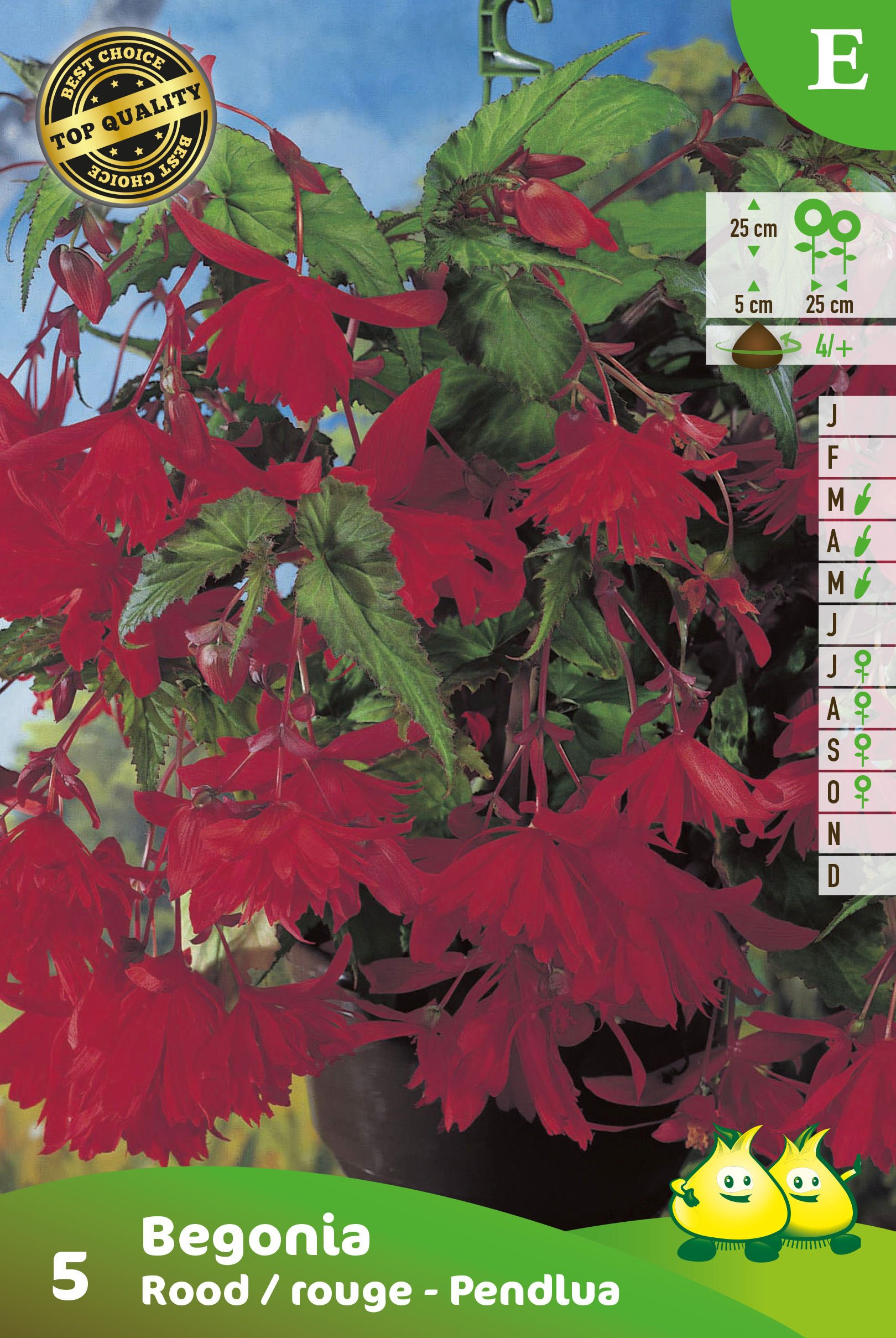 SACHET BEGONIA PENDULA ROUGE E