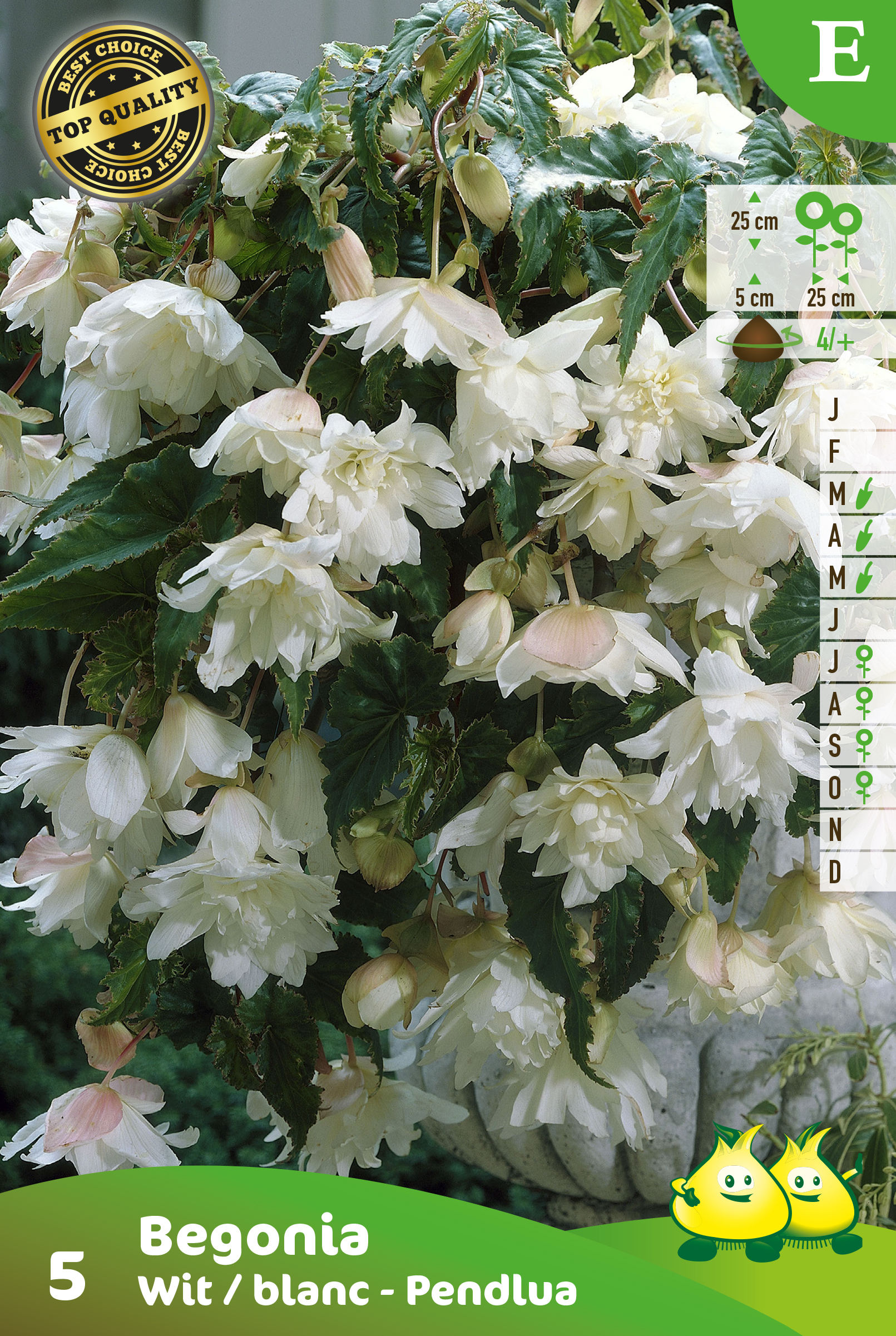 SACHET BEGONIA PENDULA BLANC E