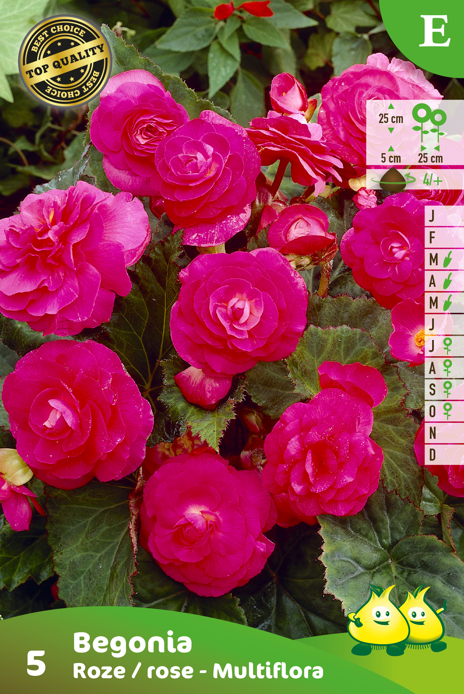 SACHET BEGONIA MULTIFLORA ROSE E