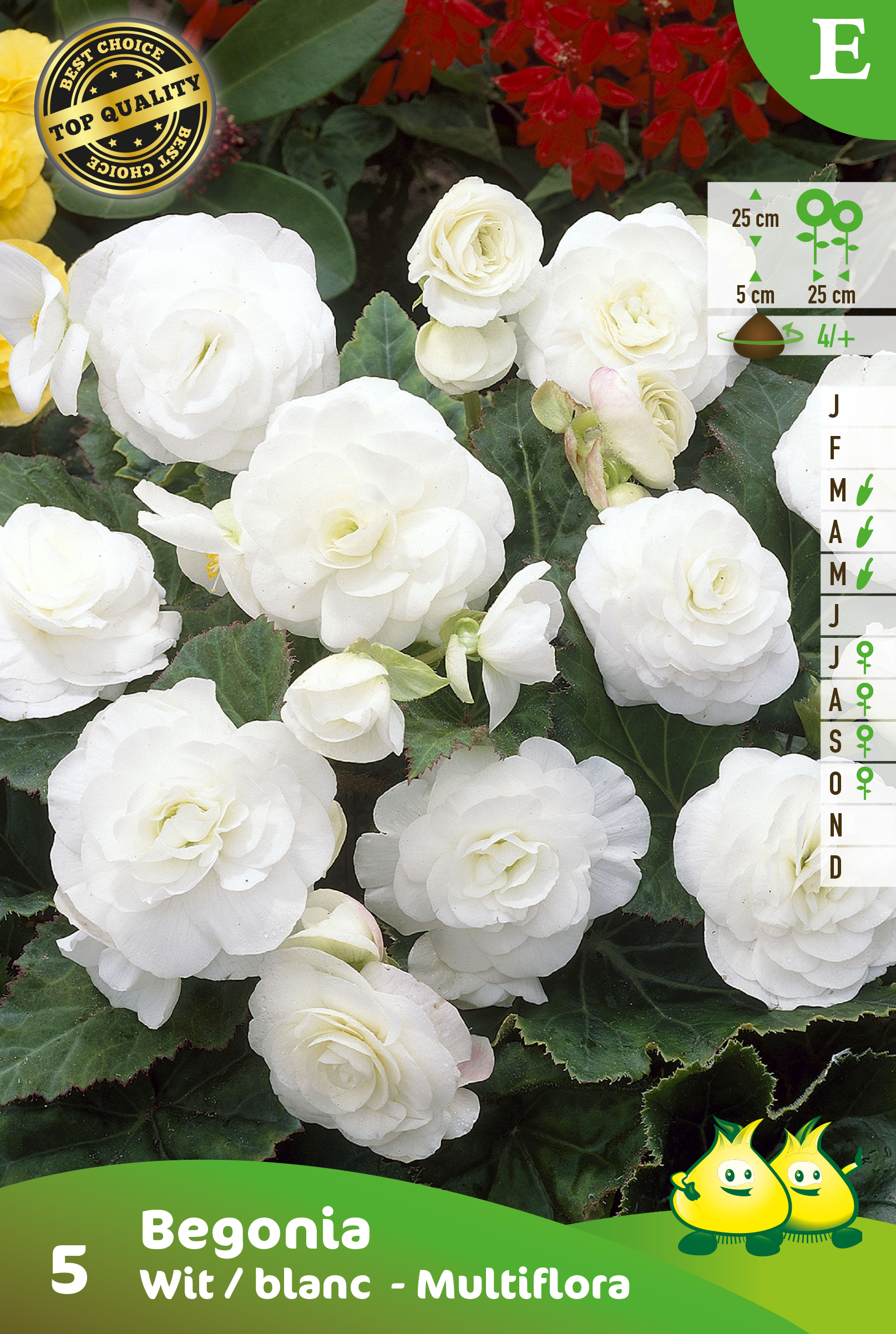 ZAKJES BEGONIA MULTIFLORA WIT E