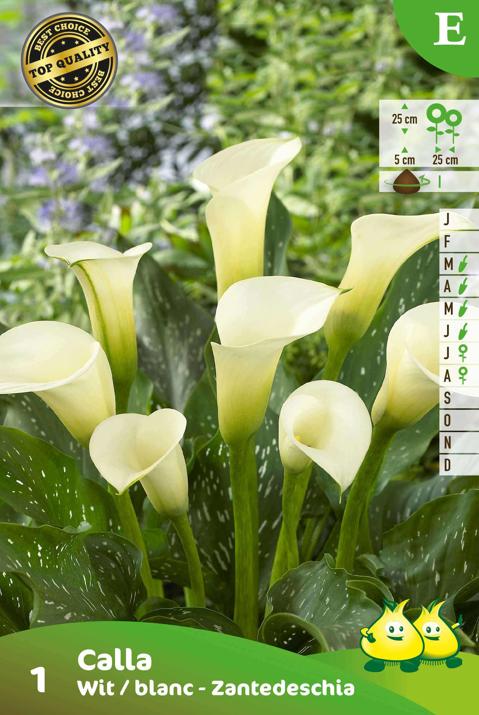 ZAKJES CALLA_ZANTEDESCHIA  WIT E