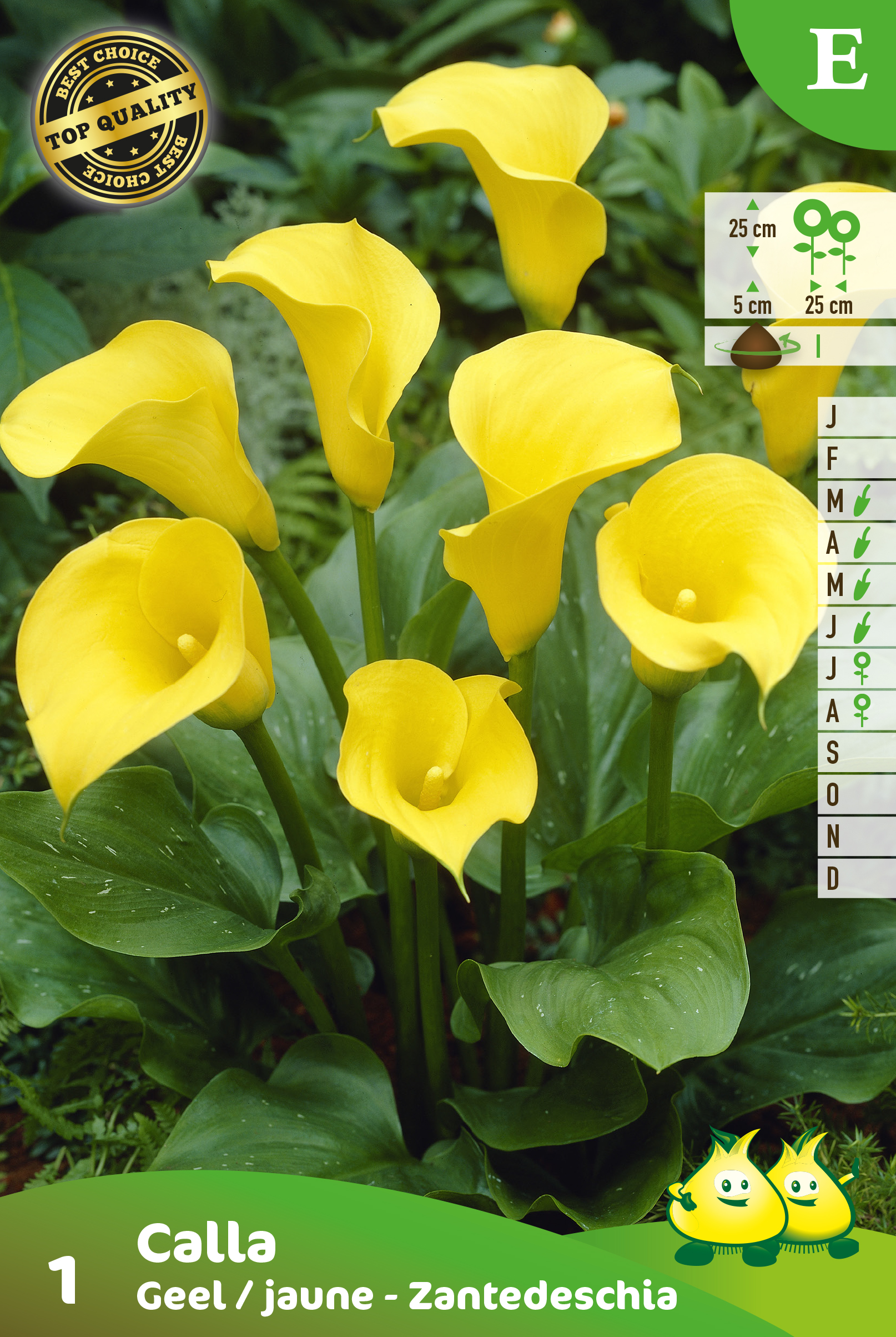 SACHET CALLA_ZANTEDESCHIA JAUNE E