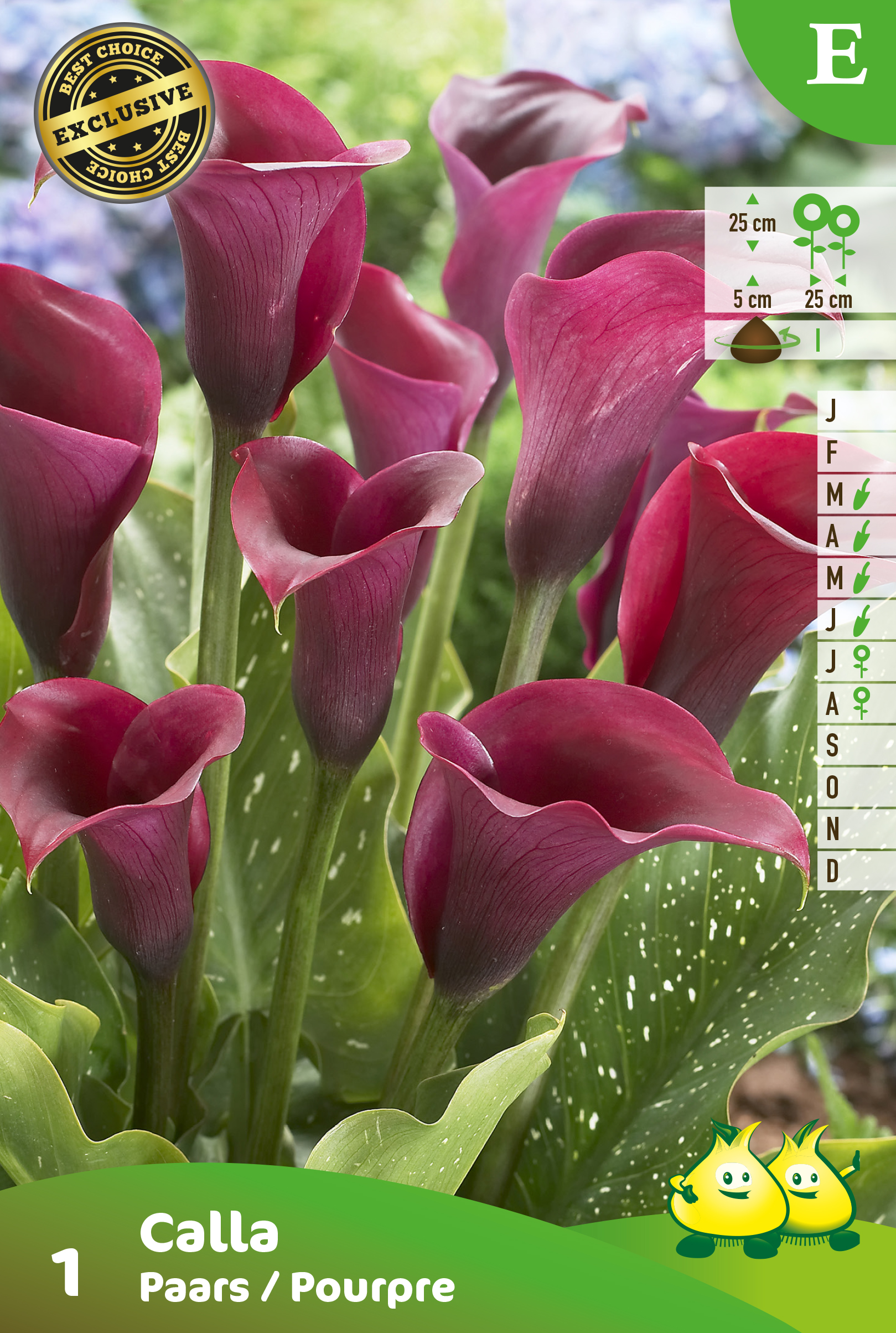SACHET CALLA_ZANTEDESCHIA MAUVE E