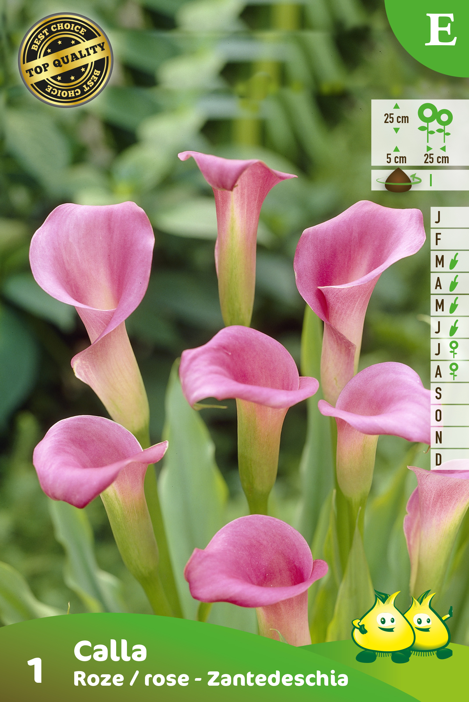 ZAKJES CALLA_ZANTEDESCHIA REHMANNII roze E