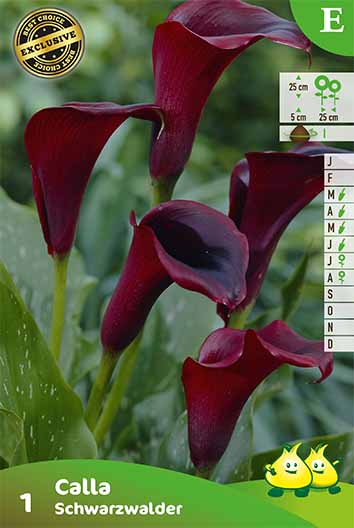 ZAKJES CALLA_ZANTEDESCHIA SCHWARZ E