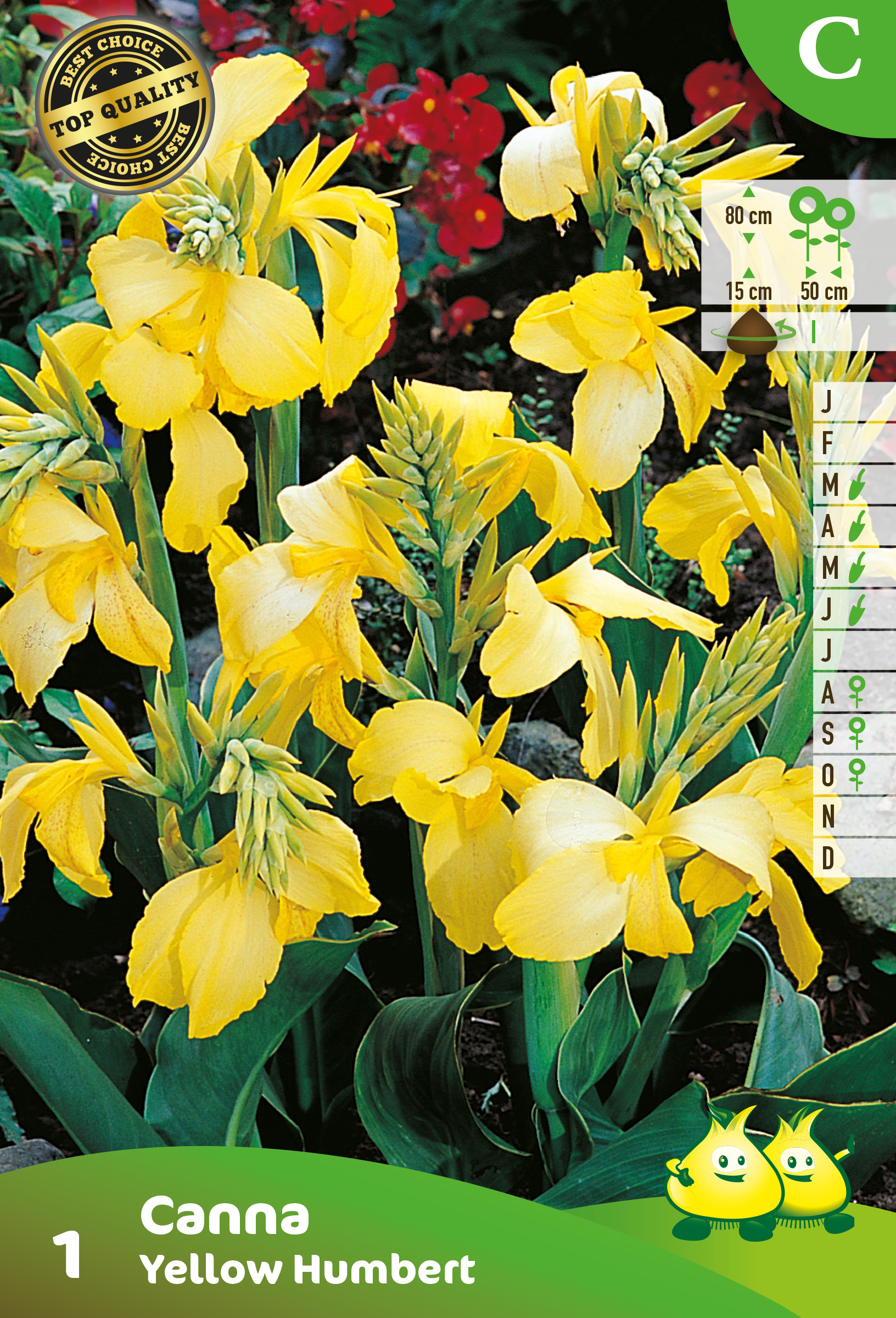 SACHET CANNA YELLOW HUMBERT _ GEEL C