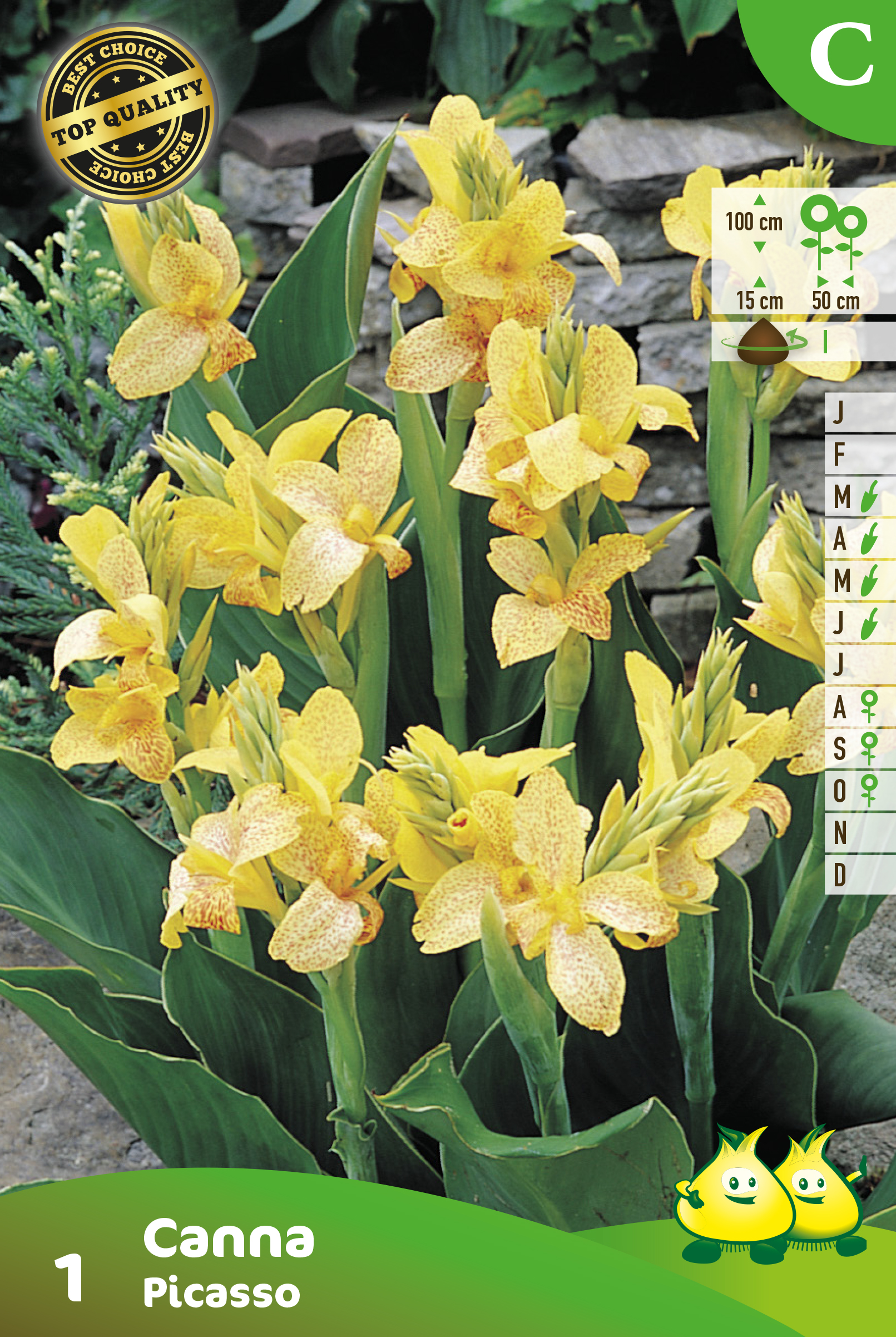 SACHET CANNA PICASSO C