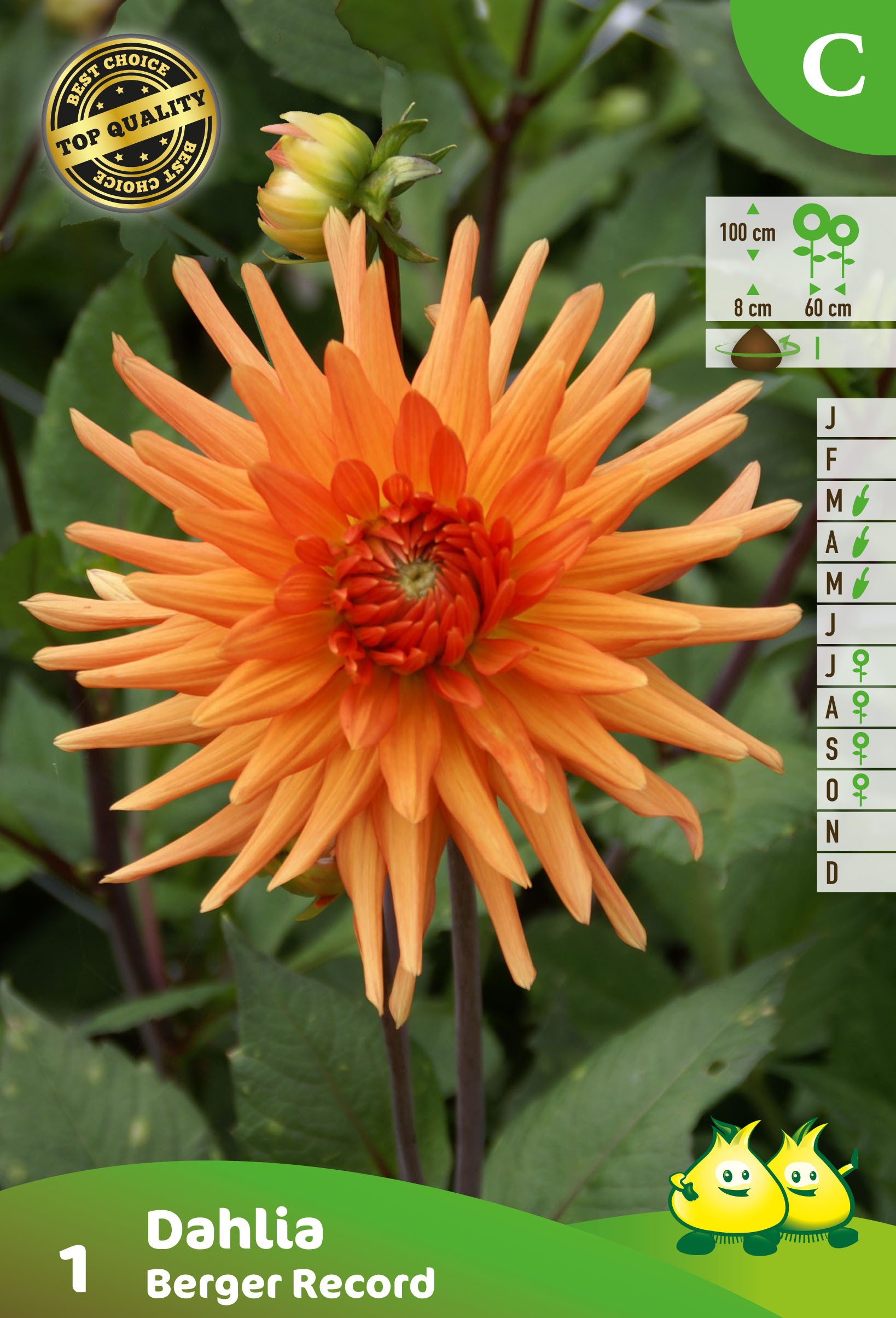 SACHET CACTUS DAHLIA BERGERS RECORD