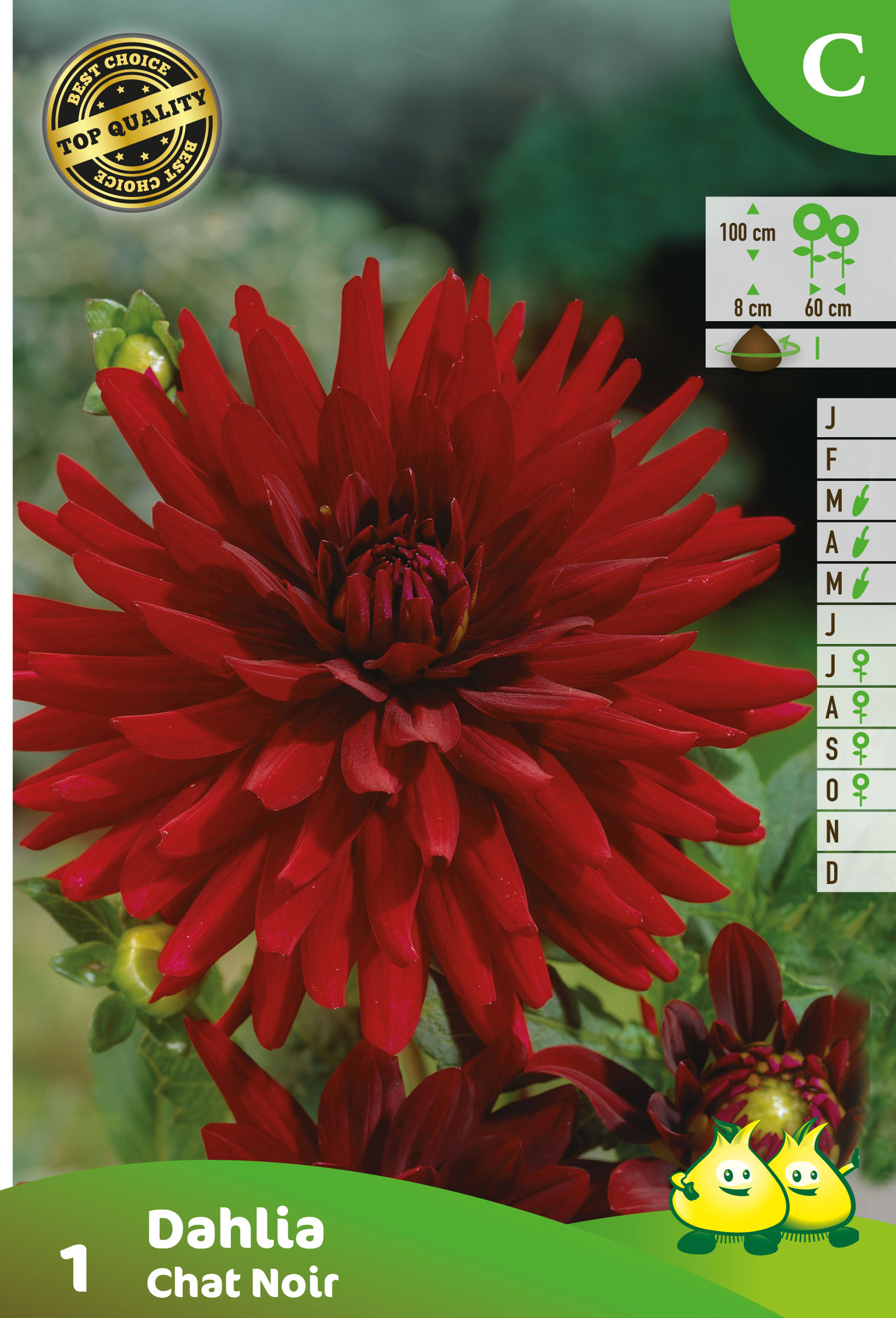 SACHET CACTUS DAHLIA CHAT NOIR