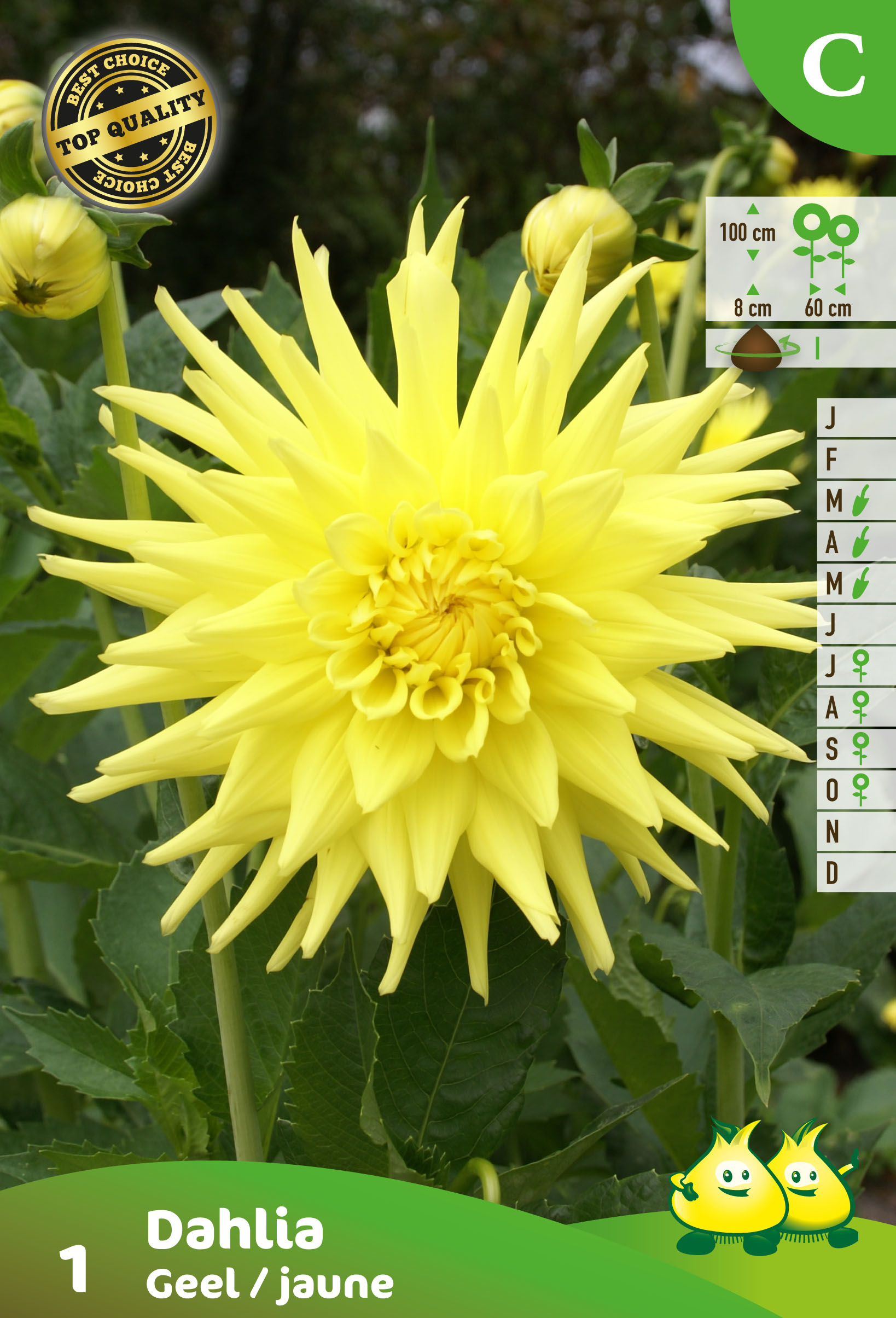 SACHET CACTUS DAHLIA JAUNE