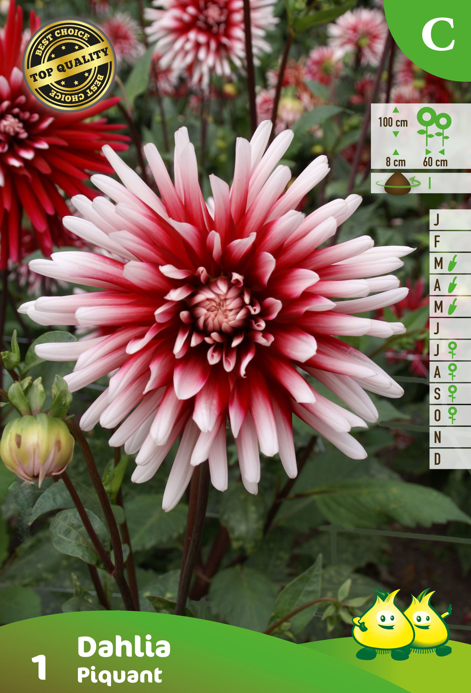 SACHET CACTUS DAHLIA PIQUANT