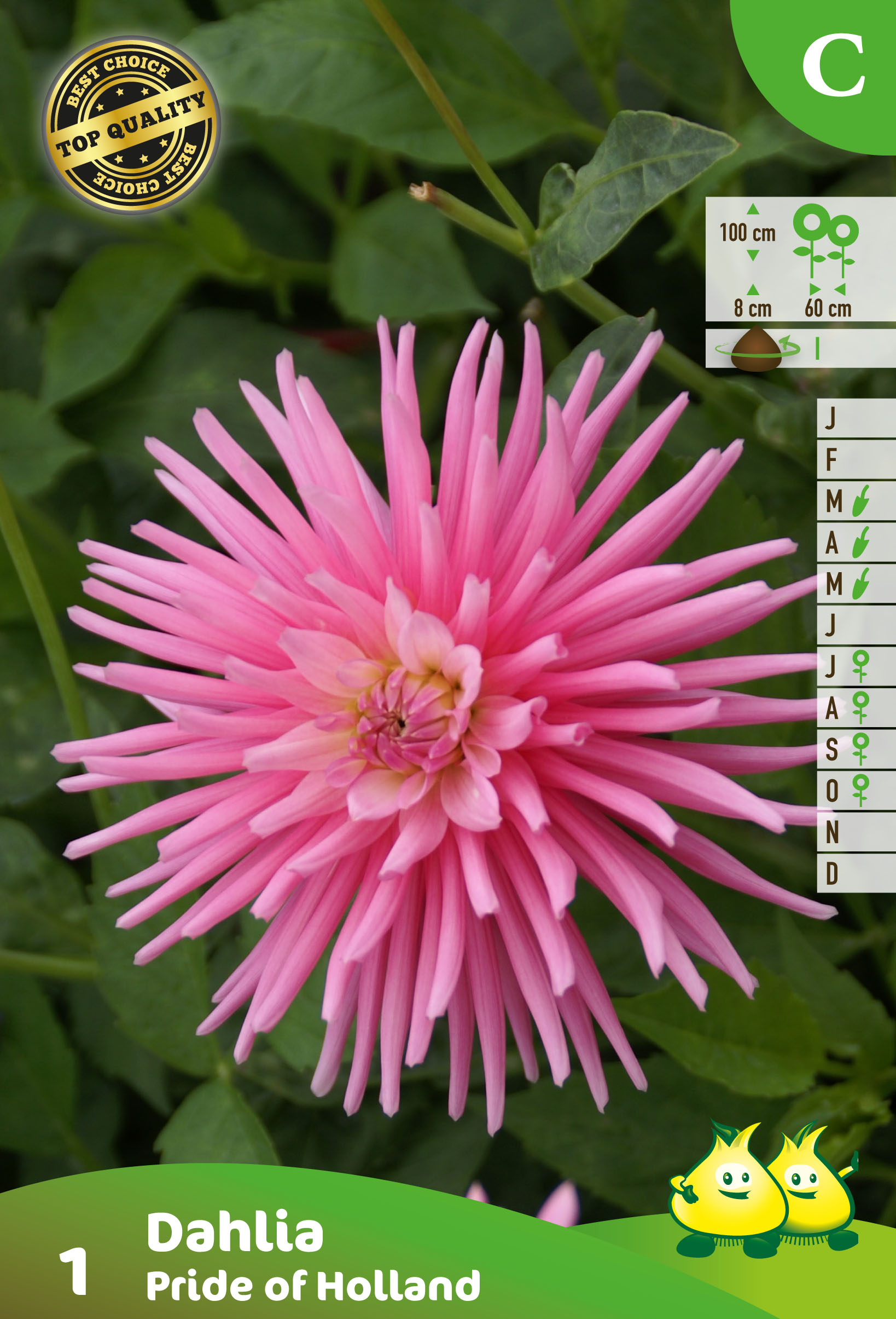SACHET CACTUS DAHLIA PRIDE OF HOLLAND