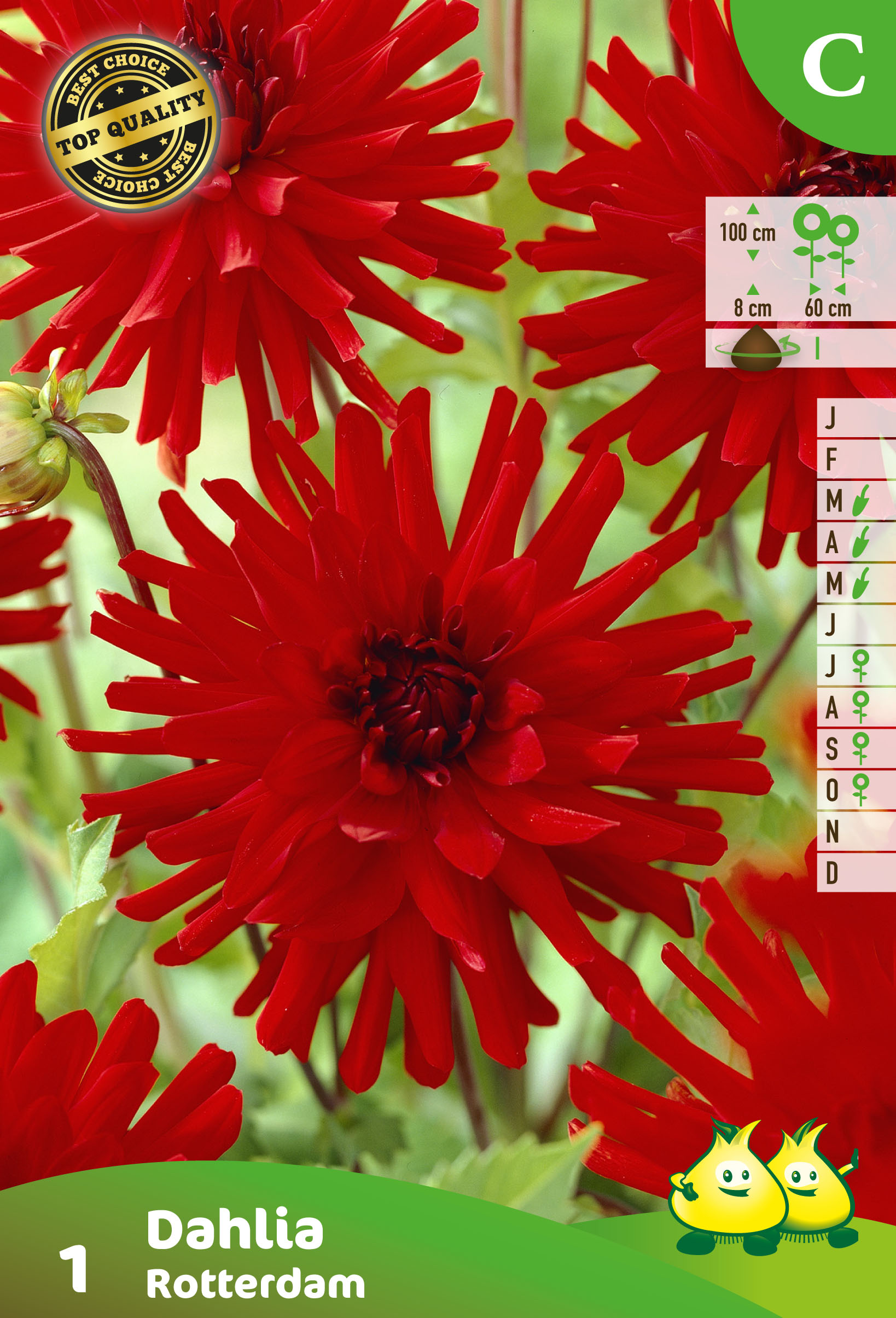 ZAKJES CACTUS DAHLIAS ROTTERDAM A